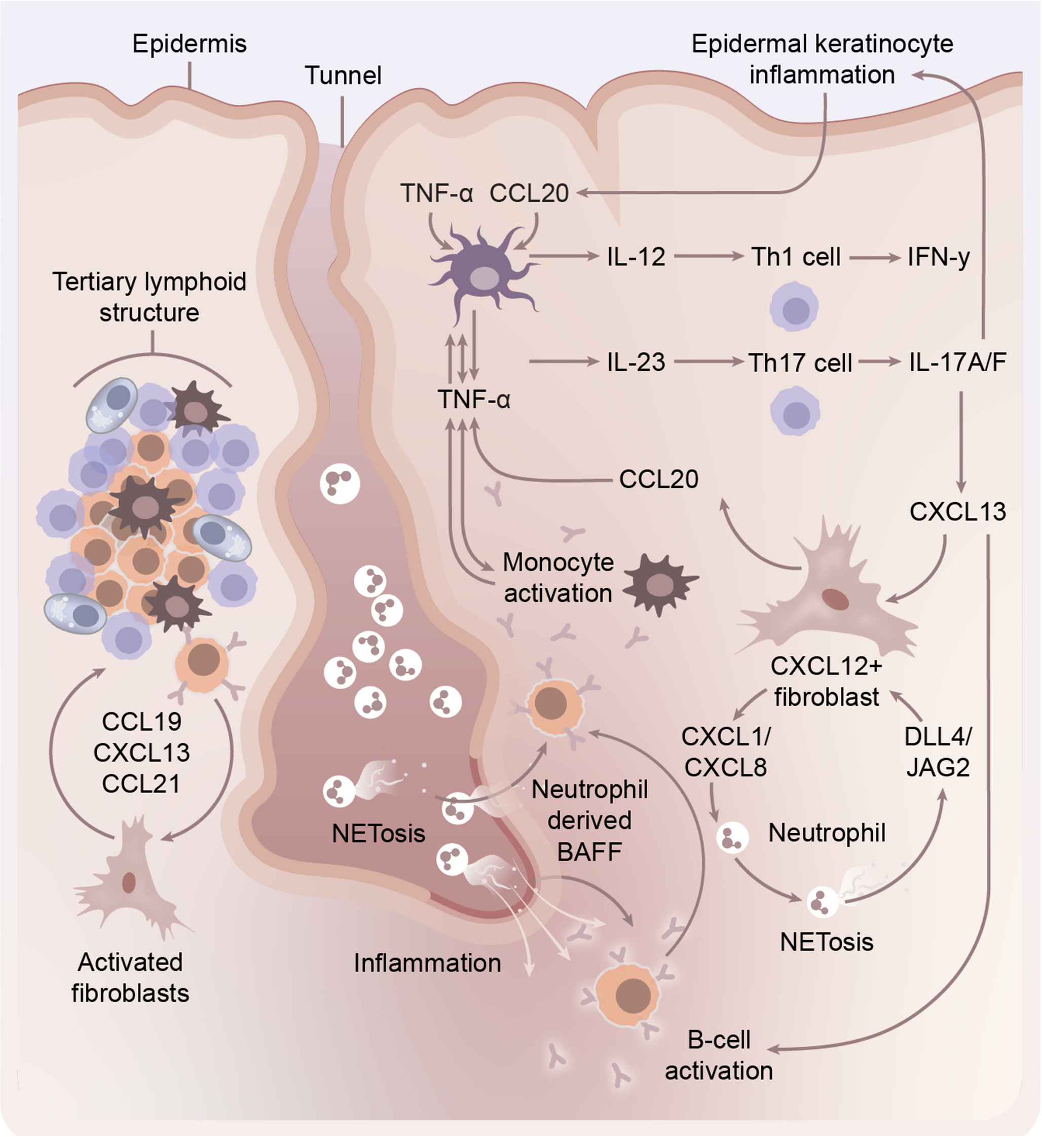 New Findings in Hidradenitis Suppurativa Pathophysiology: Focus on B Cells, BAFF, BTK, and SYK