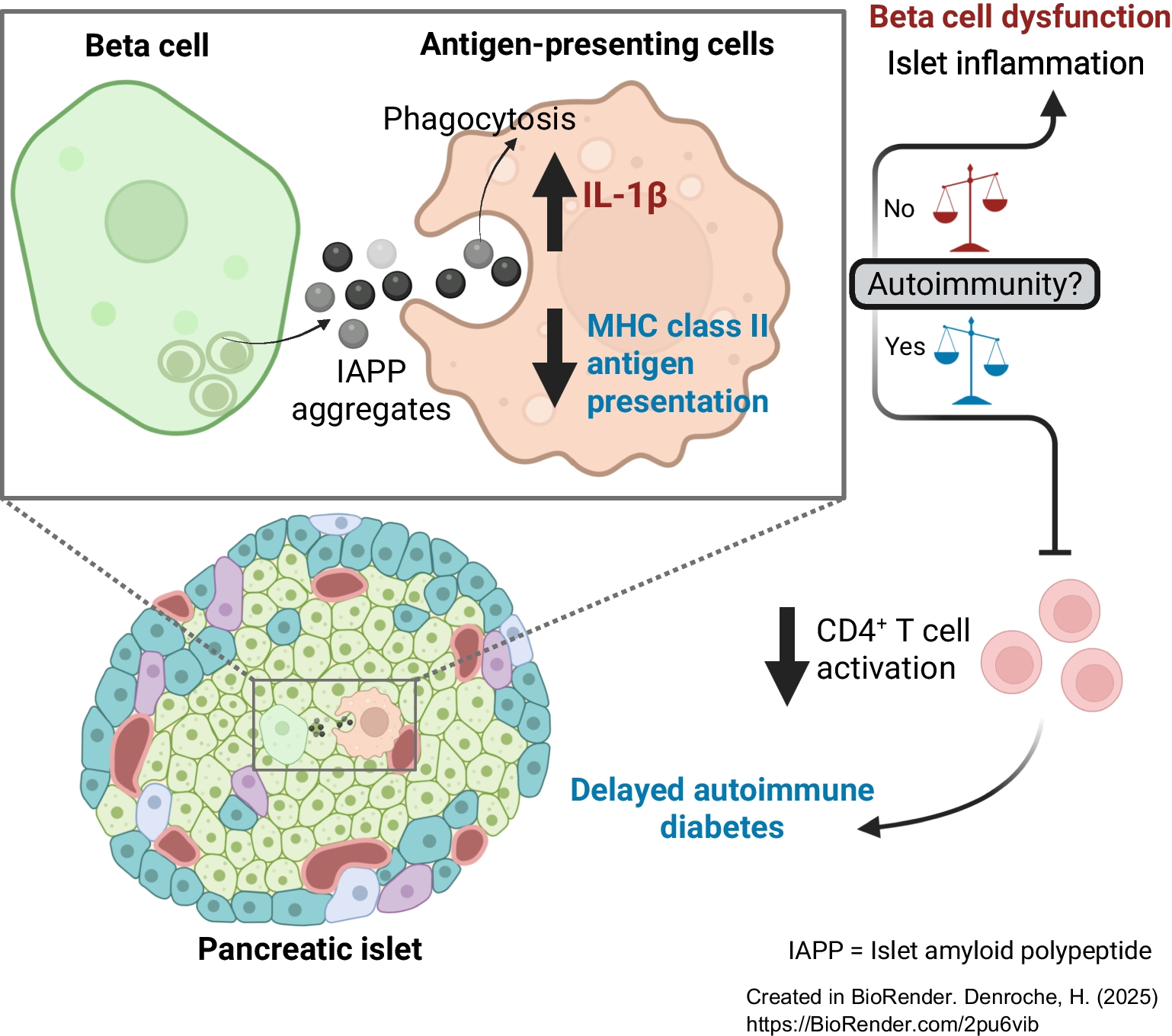 Islet amyloid disrupts MHC class II antigen presentation and delays autoimmune diabetes in NOD mice