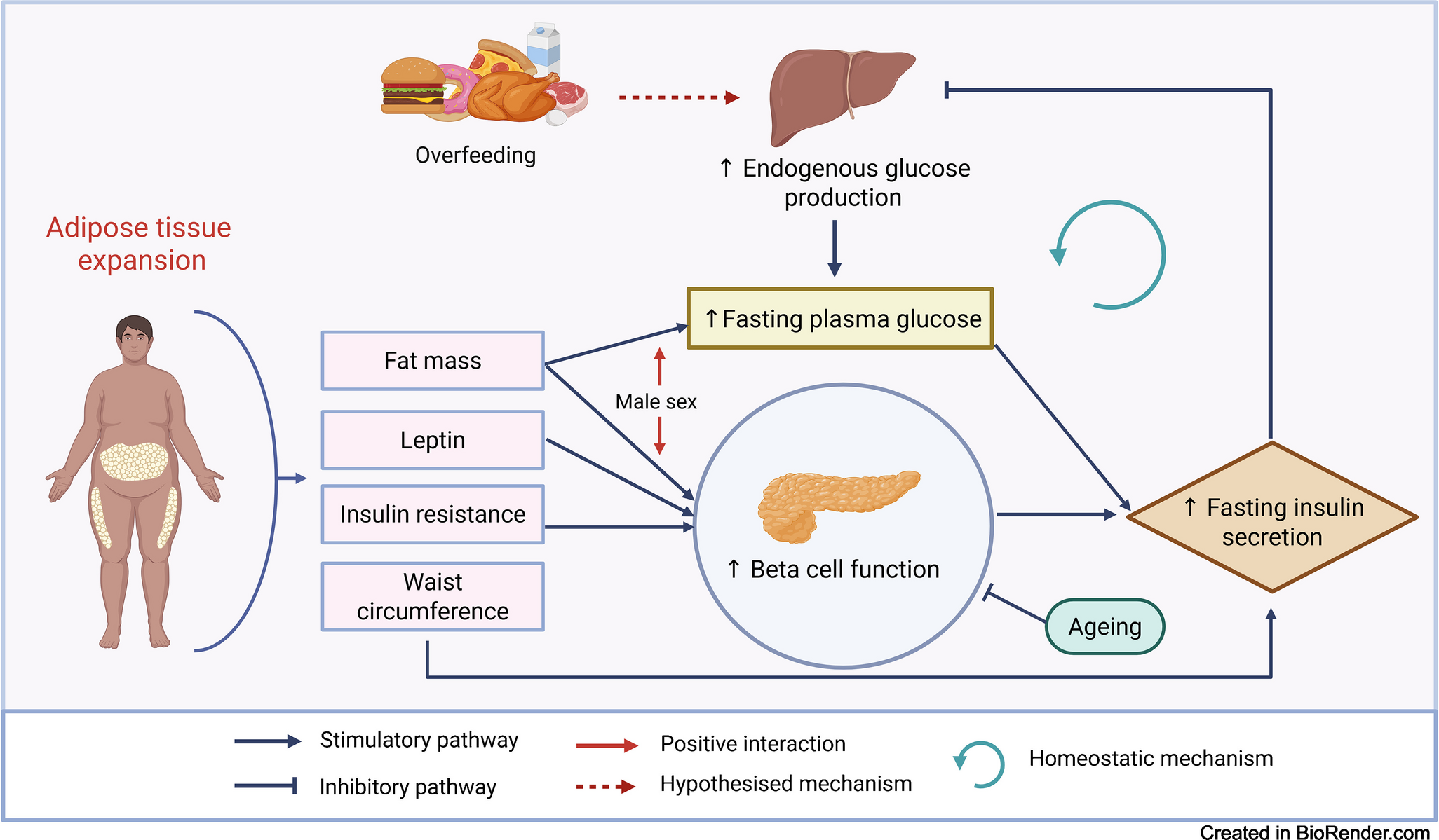 Impact of overweight and obesity on fasting insulin secretion in men and women without diabetes: effect sizes and mechanisms