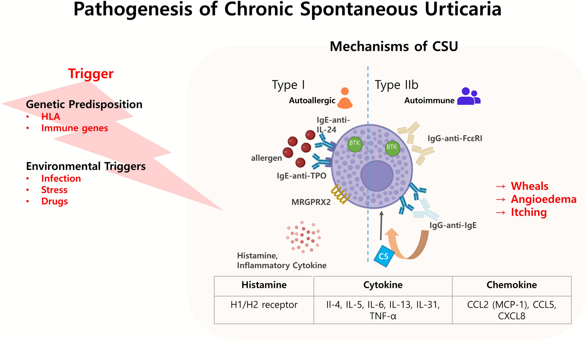 Advances in Pathophysiology and Therapeutic Paradigm Shifts in Chronic Spontaneous Urticaria: A Narrative Review