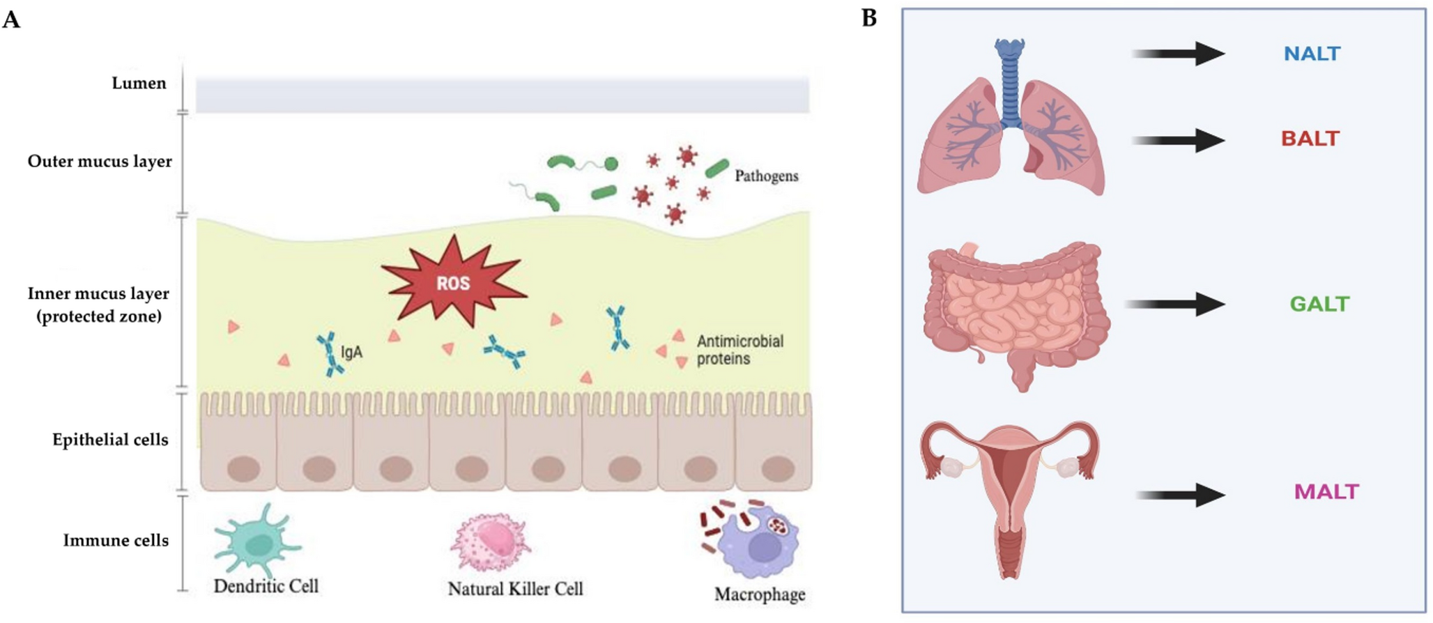 COVID-19 and Mucosal Immunization: Assessing Current Efforts, Challenges, and Future Opportunities for Vaccine Development