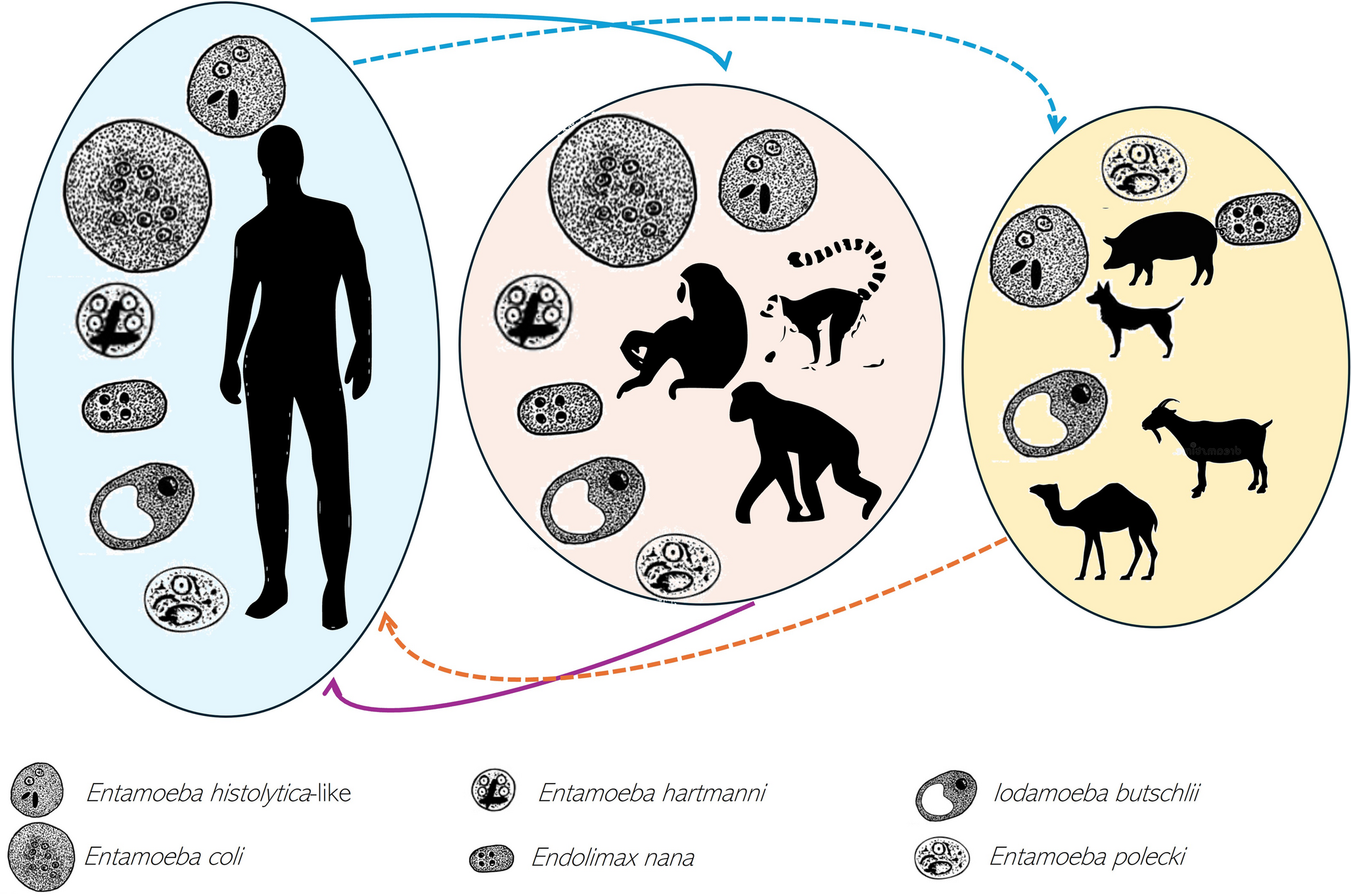 Amoebic Colonization in Humans: the Role of Zoonotic Transmission in Infection Ecology