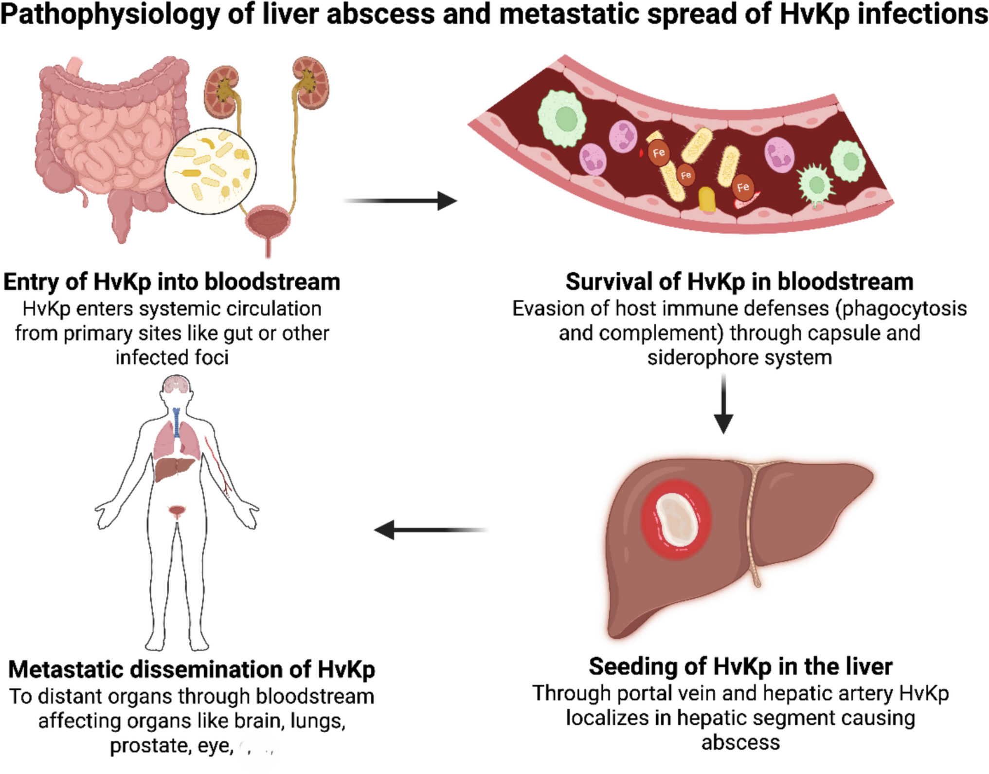 Definitional ambiguity and the dual threat of Hypervirulent  infections: a systematic review and meta-analysis