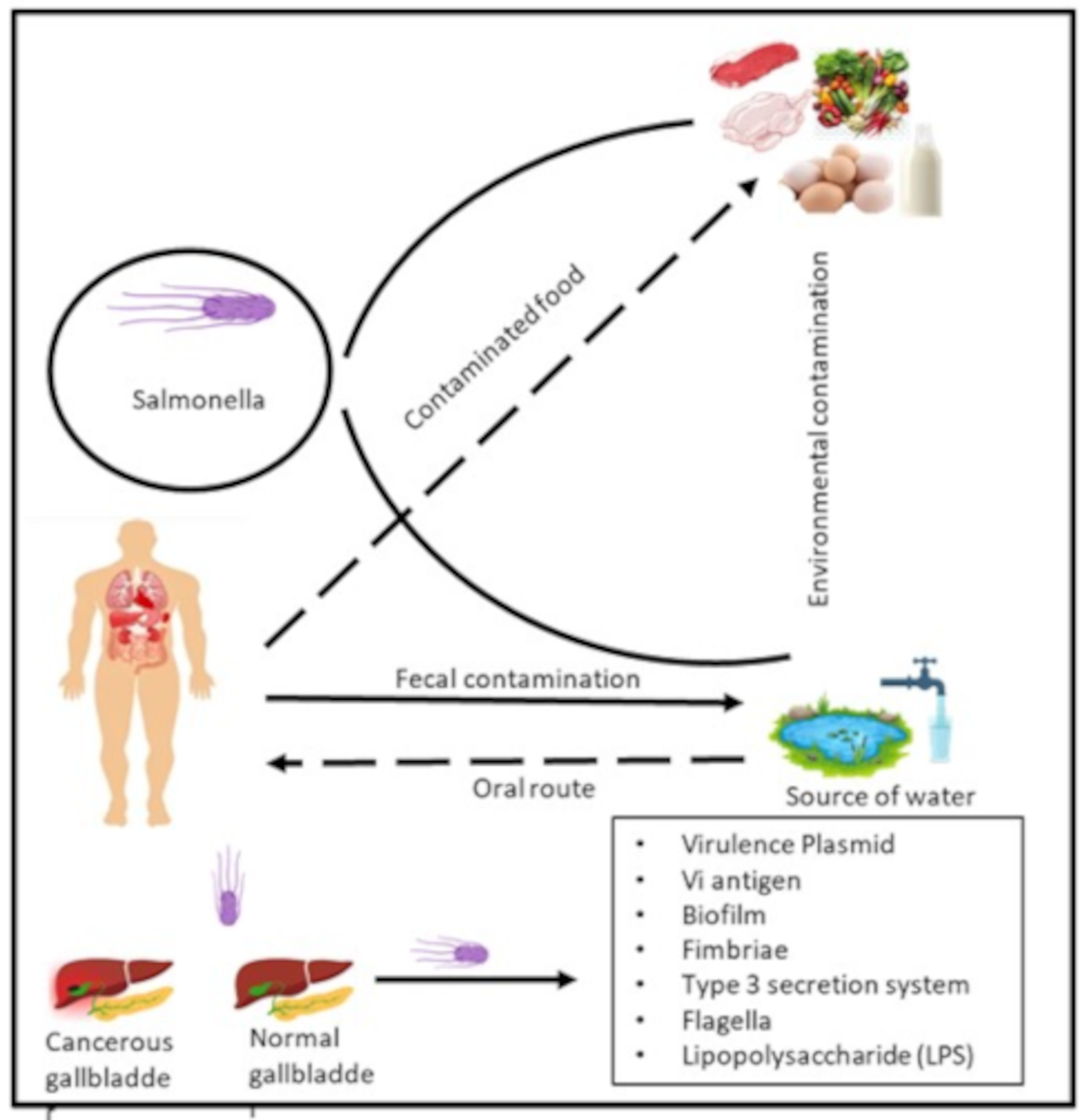 Chronic carriers and multidrug resistance in typhoid fever: pathogenesis, challenges, and integrated control strategies