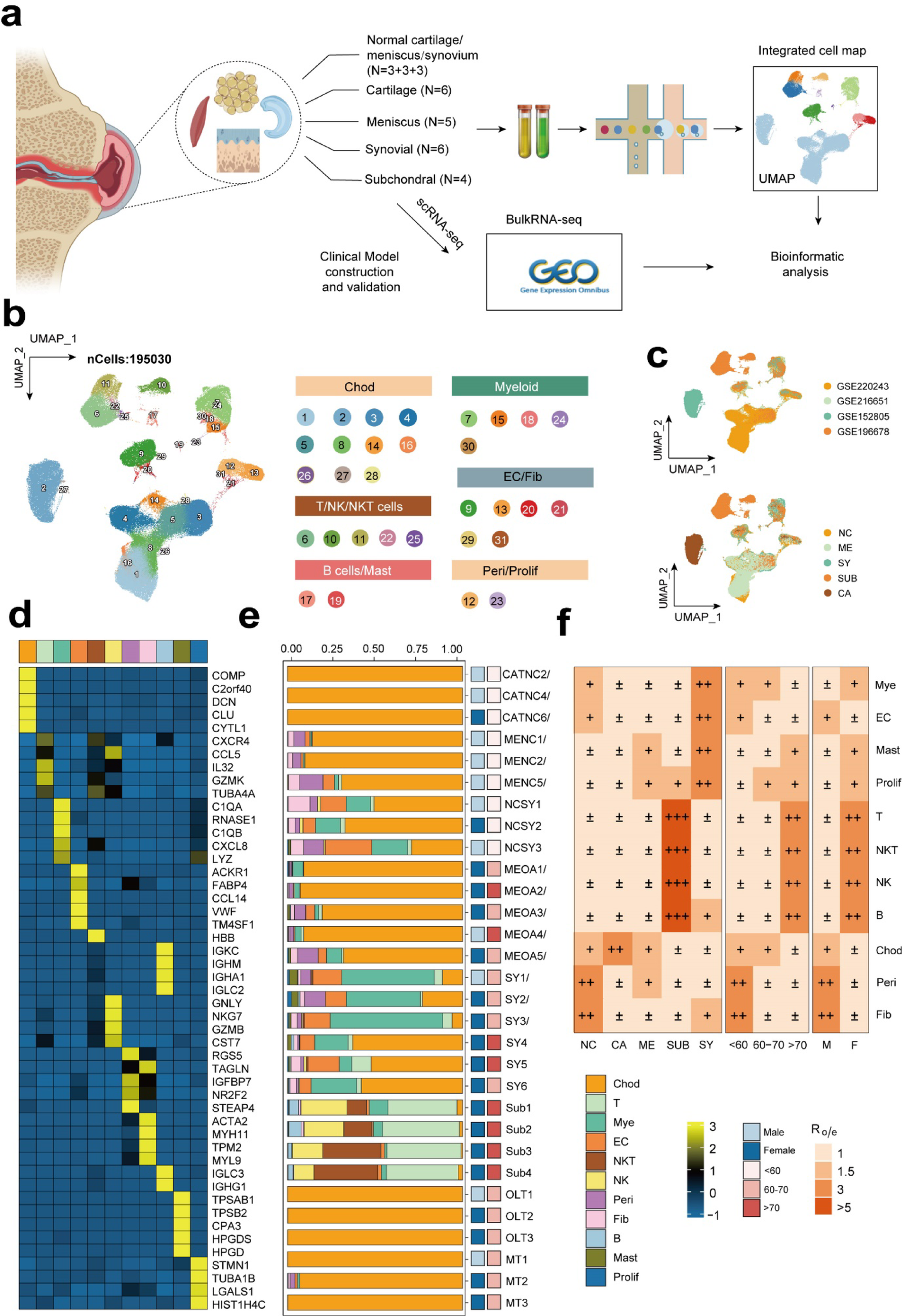 Target Fibroblast-B cell crosstalk via MIF signaling drives pathogenic B cell differentiation and joint damage in knee osteoarthritis