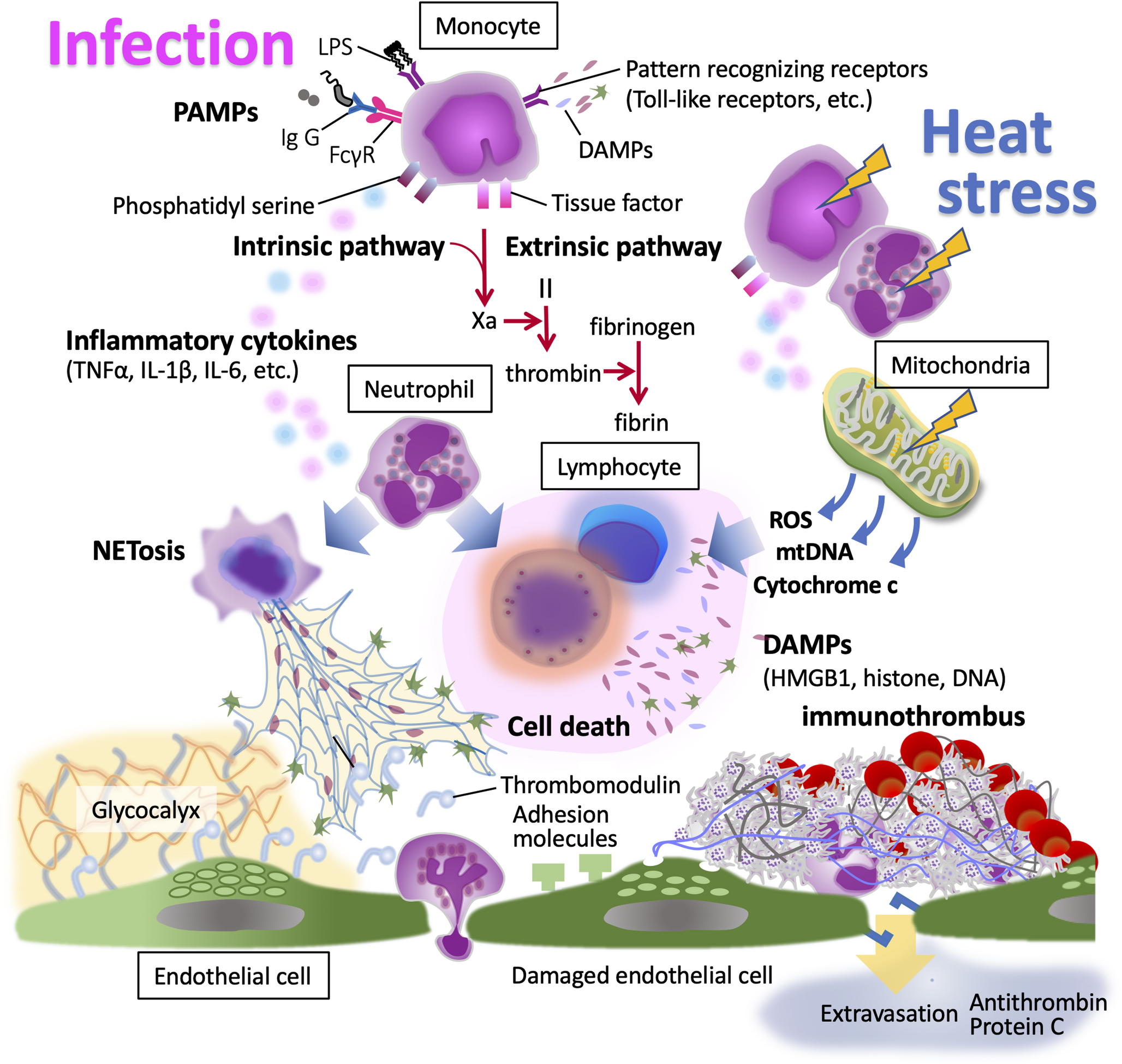 Sepsis and heatstroke: overlapping and distinct mechanisms of systemic inflammation