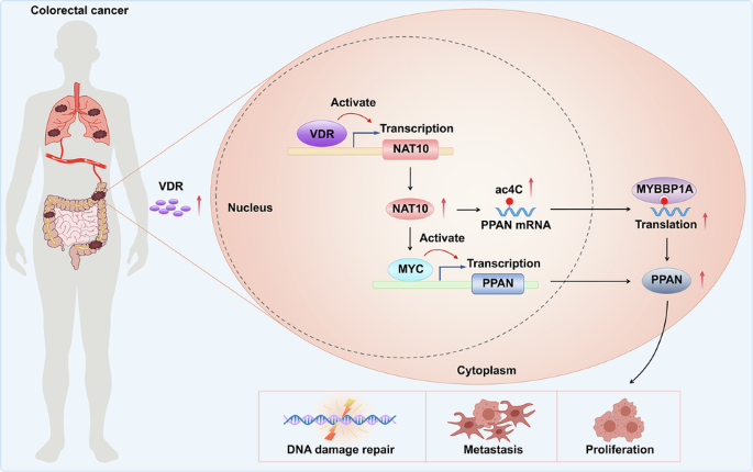 NAT10 triggers colorectal cancer progression via promoting PPAN-regulated DNA damage repair