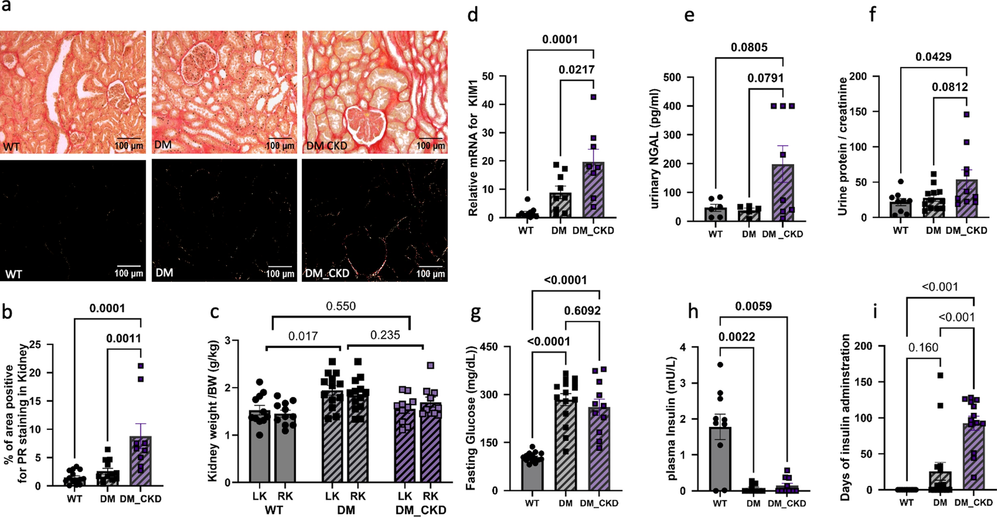 From kidney injury to cardiac dysfunction: the central role of oxidative stress in diabetes and CKD