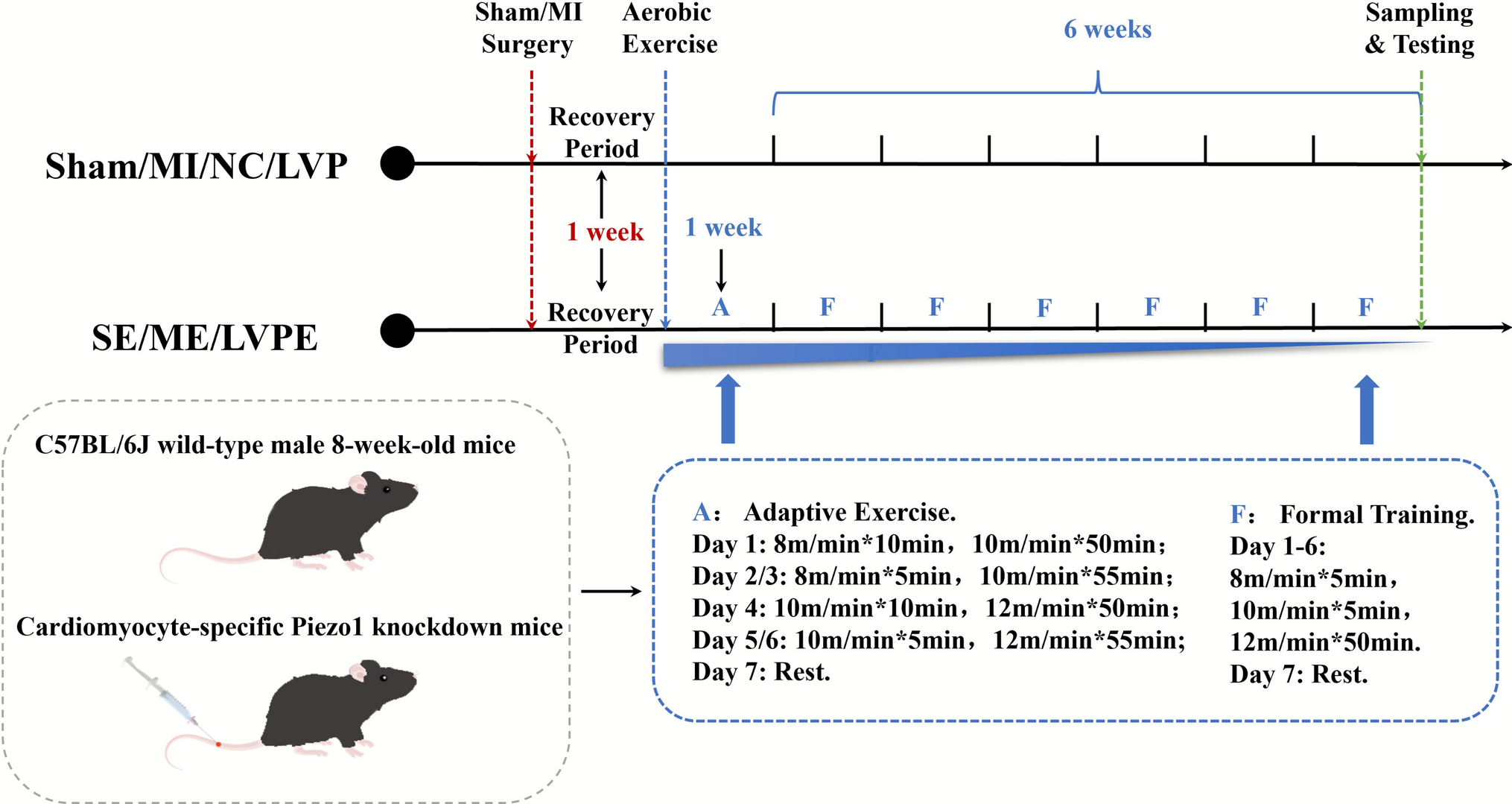 Treadmill exercise activates mechanosensitive Piezo1 to inhibit cardiomyocyte apoptosis and improve cardiac function after myocardial infarction in mice