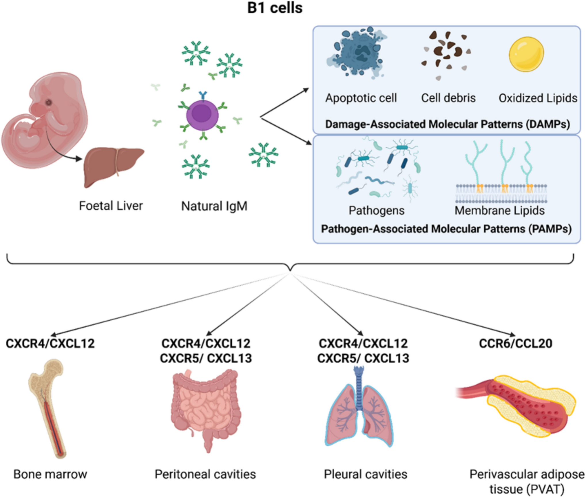 Chemokine–receptor-guided B-cell immunity in cardiovascular disease