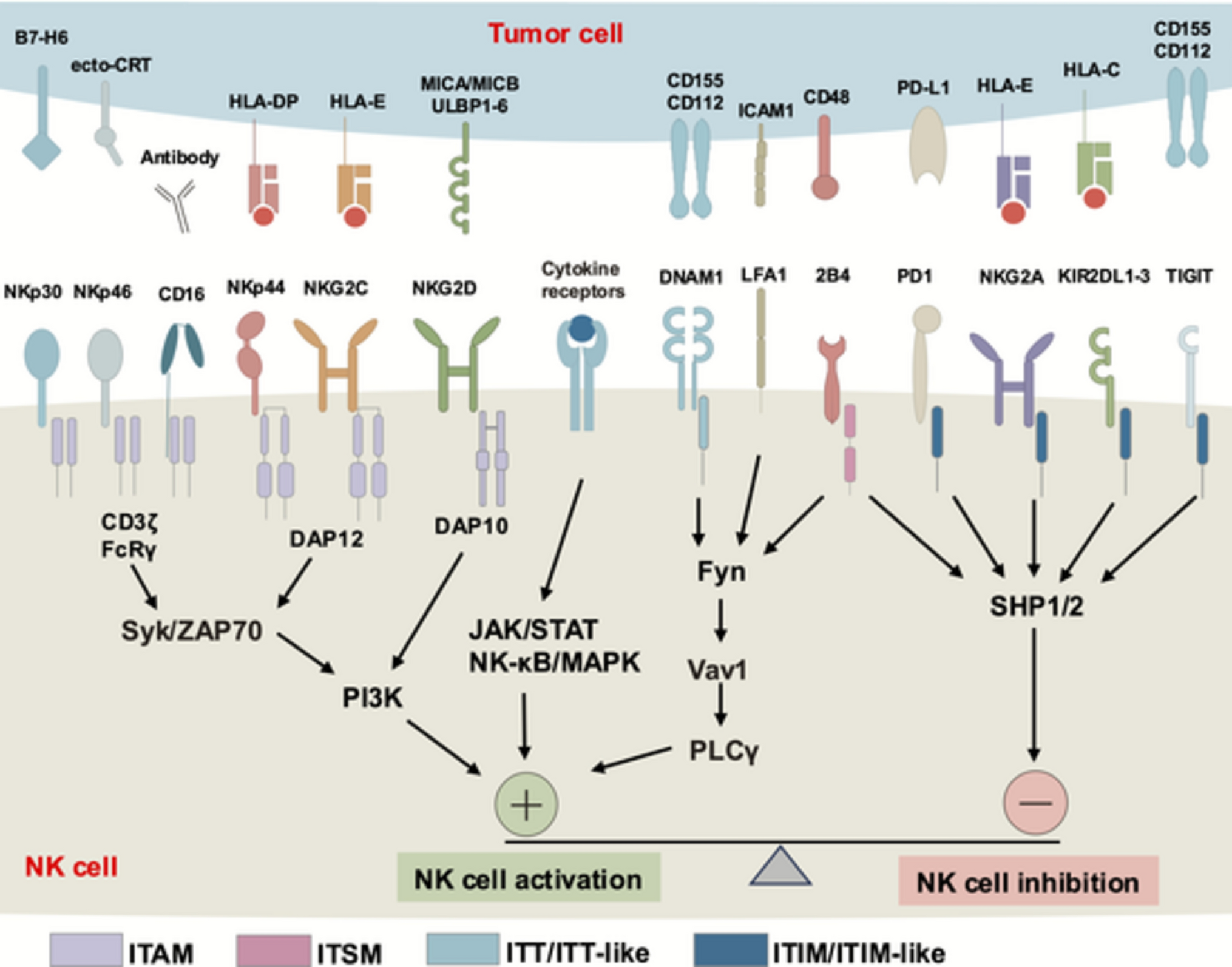 Current development and challenges of NK cell-based immunotherapy for gastrointestinal cancers