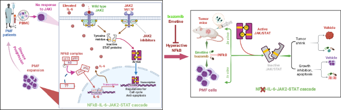 NFκB/IL-6/JAK2/STAT axis in myelofibrosis is a key vulnerability that is targetable and relevant to JAK2 inhibitor treatment resistance