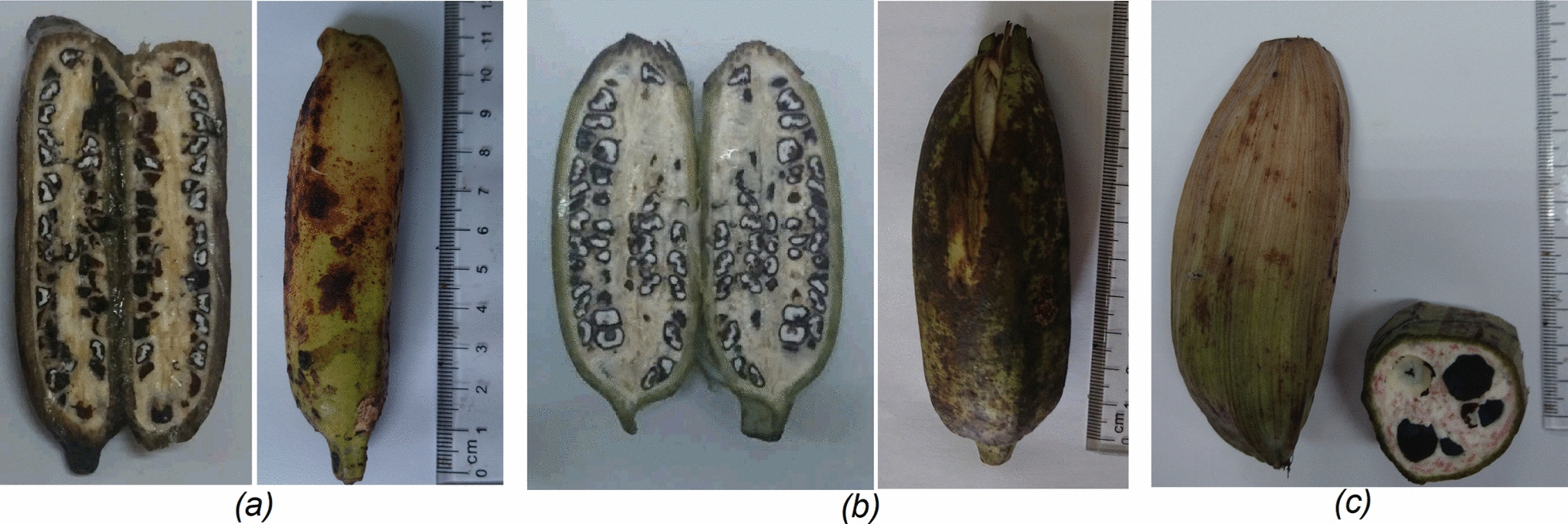 Seedy bananas contain stilbenes that inhibit α-glucosidase and acetylcholinesterase