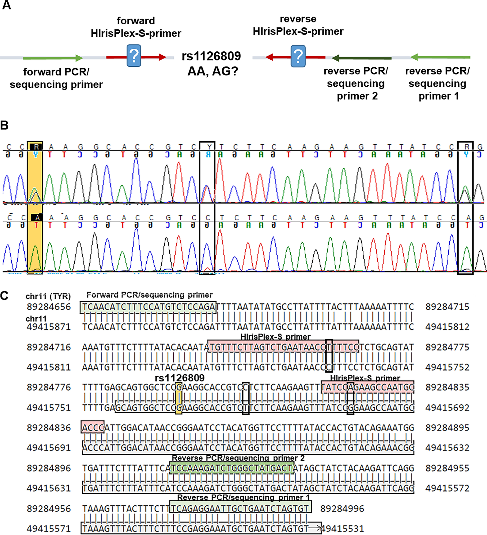Technical reliability of genotyping SNPs for forensic DNA phenotyping using SNaPshot- and MPS-based assays