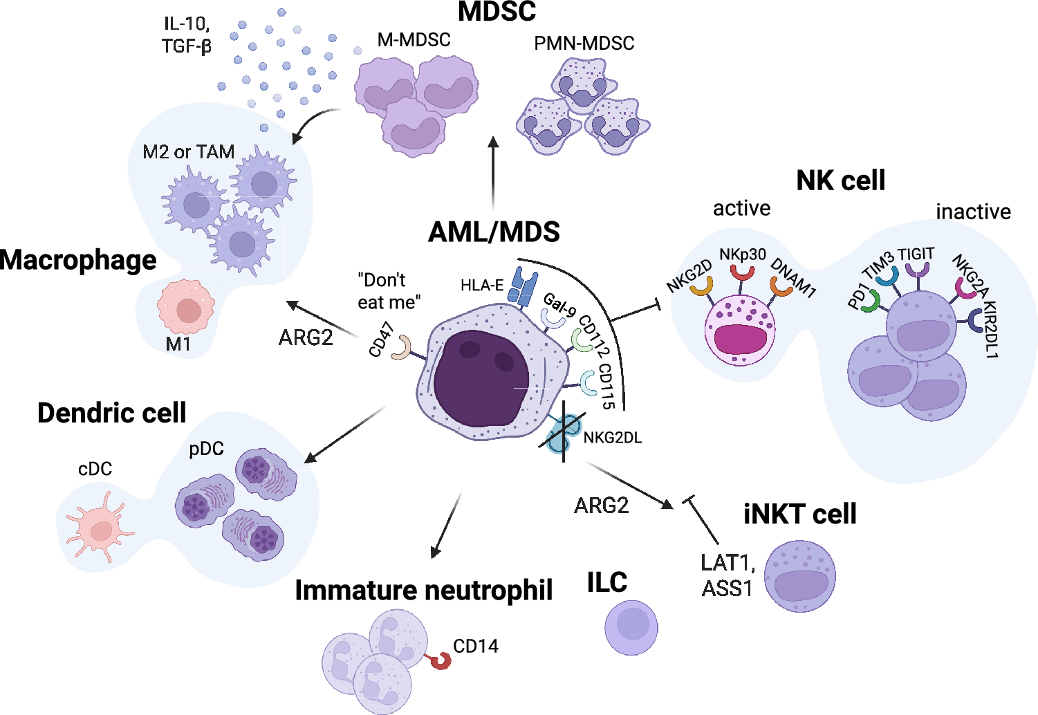 Correction: Recent advances of cell therapies for AML/MDS: exploring the therapeutic potential of innate immune cells in AML/MDS