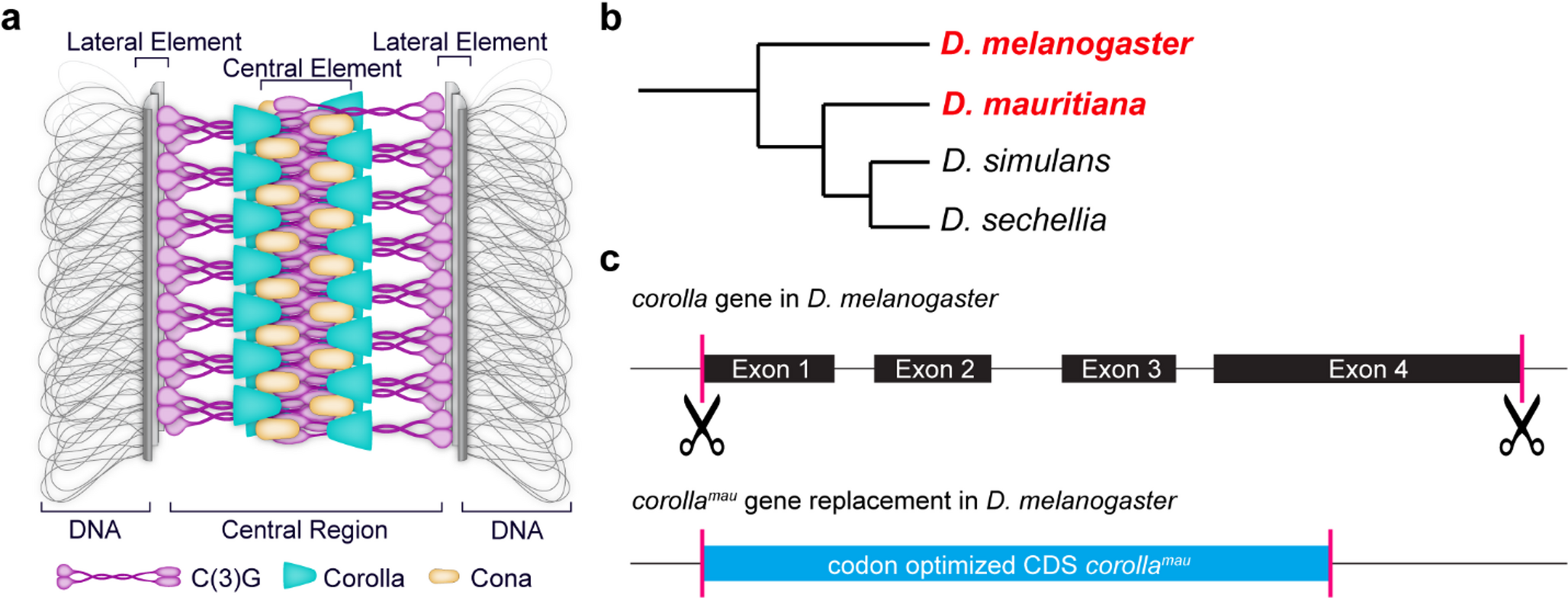 The synaptonemal complex component corolla regulates meiotic crossover formation in