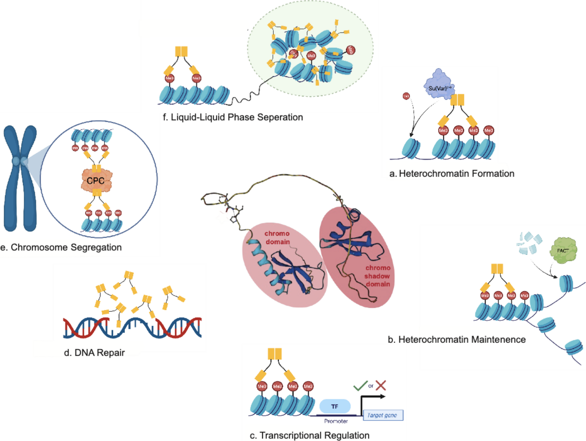 Phosphorylation as a regulatory mechanism of HP1 protein multifunctionality