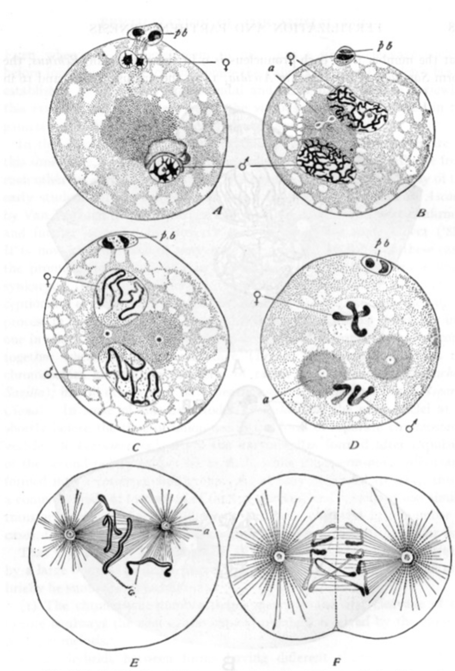 Meiosis through three centuries