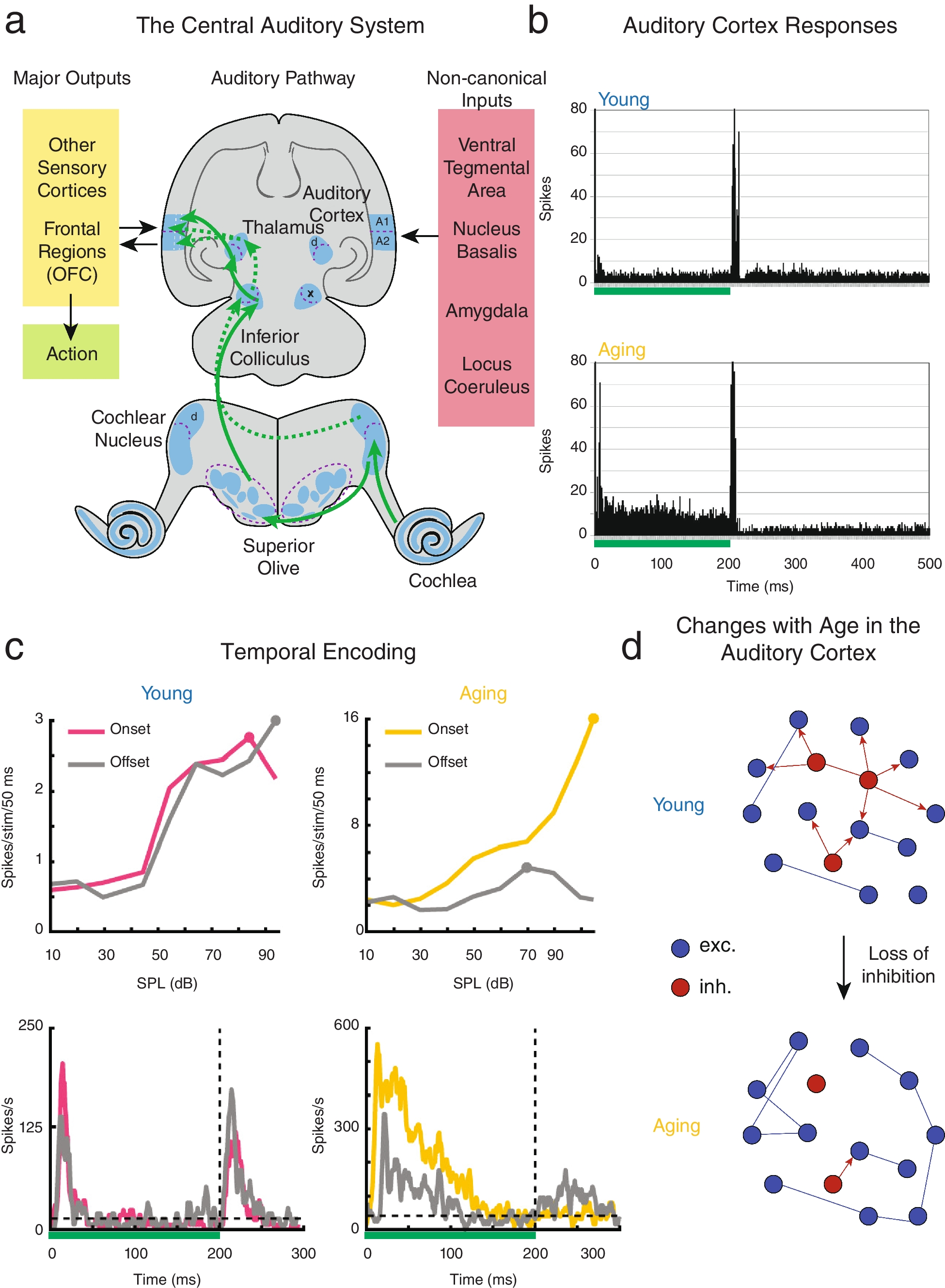 Aging in the Primary Auditory Cortex