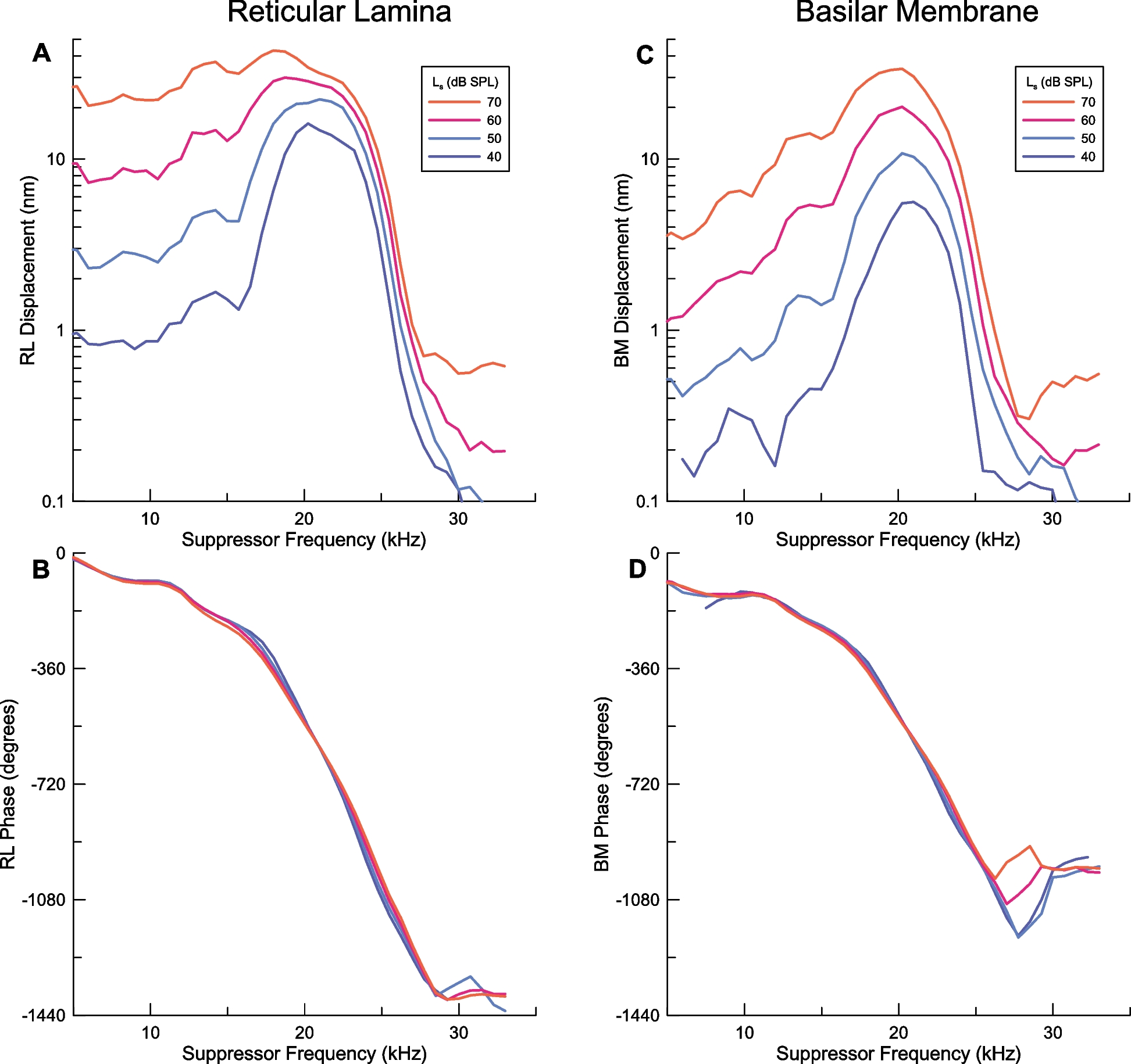 Suppression of Low-Frequency Tones in the Organ of Corti Vibrations of the Basal Turn in the Mongolian Gerbil Cochlea