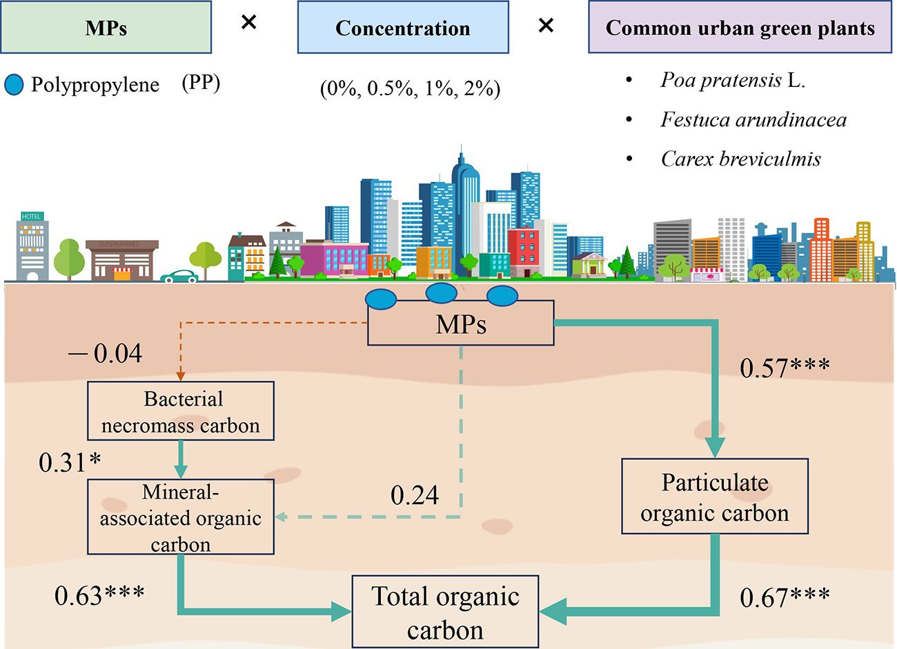 The addition of polypropylene microplastics promoted the formation of particulate organic carbon in urban green spaces