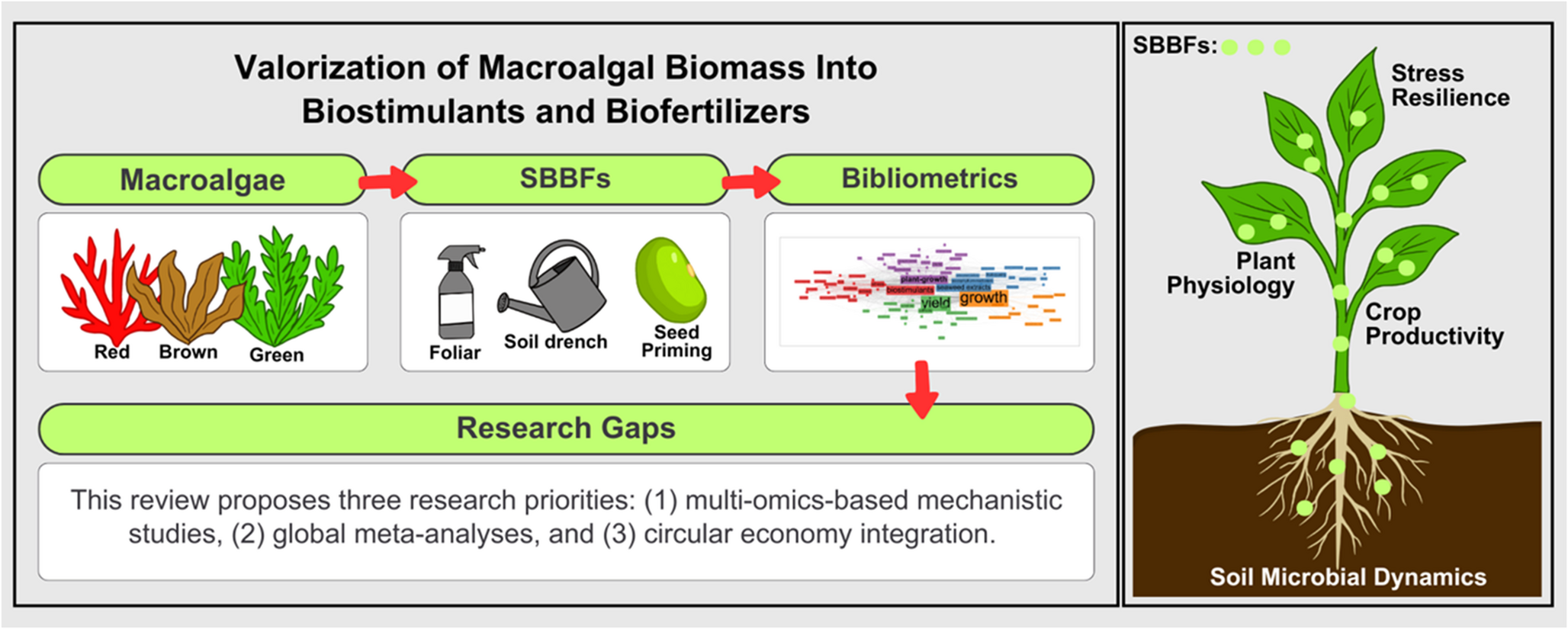 Future Directions of Seaweed-based Bioeffectors and Biofertilizer