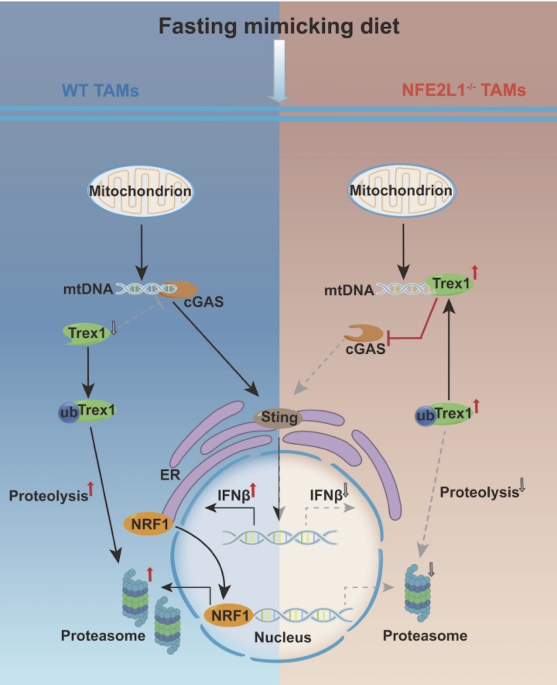 Fasting-mimicking diet induces IFNβ secretion in tumor-associated macrophages via NRF1-mediated ubiquitin-dependent proteolysis of Trex1