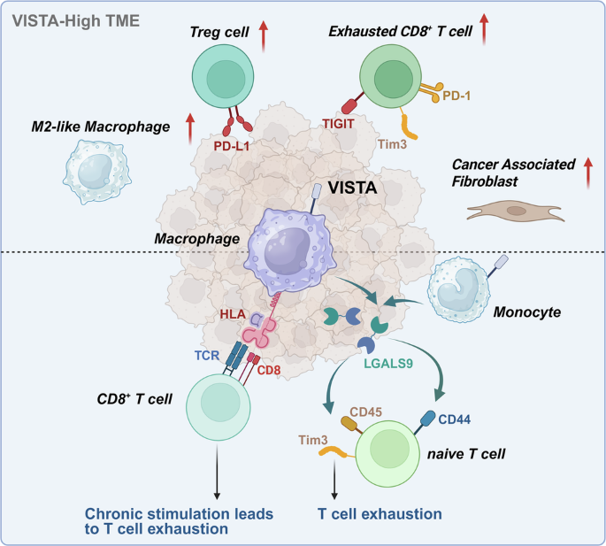 Immunosuppressive immune microenvironment landscapes in VISTA-high gastric cancer