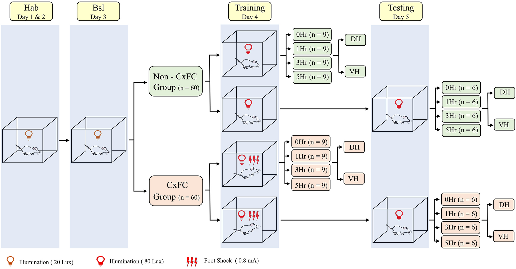 Contextual Fear Conditioning Selectively Increases Levels of Arc and c-Fos Proteins in the Dorsal, but not the Ventral Hippocampus