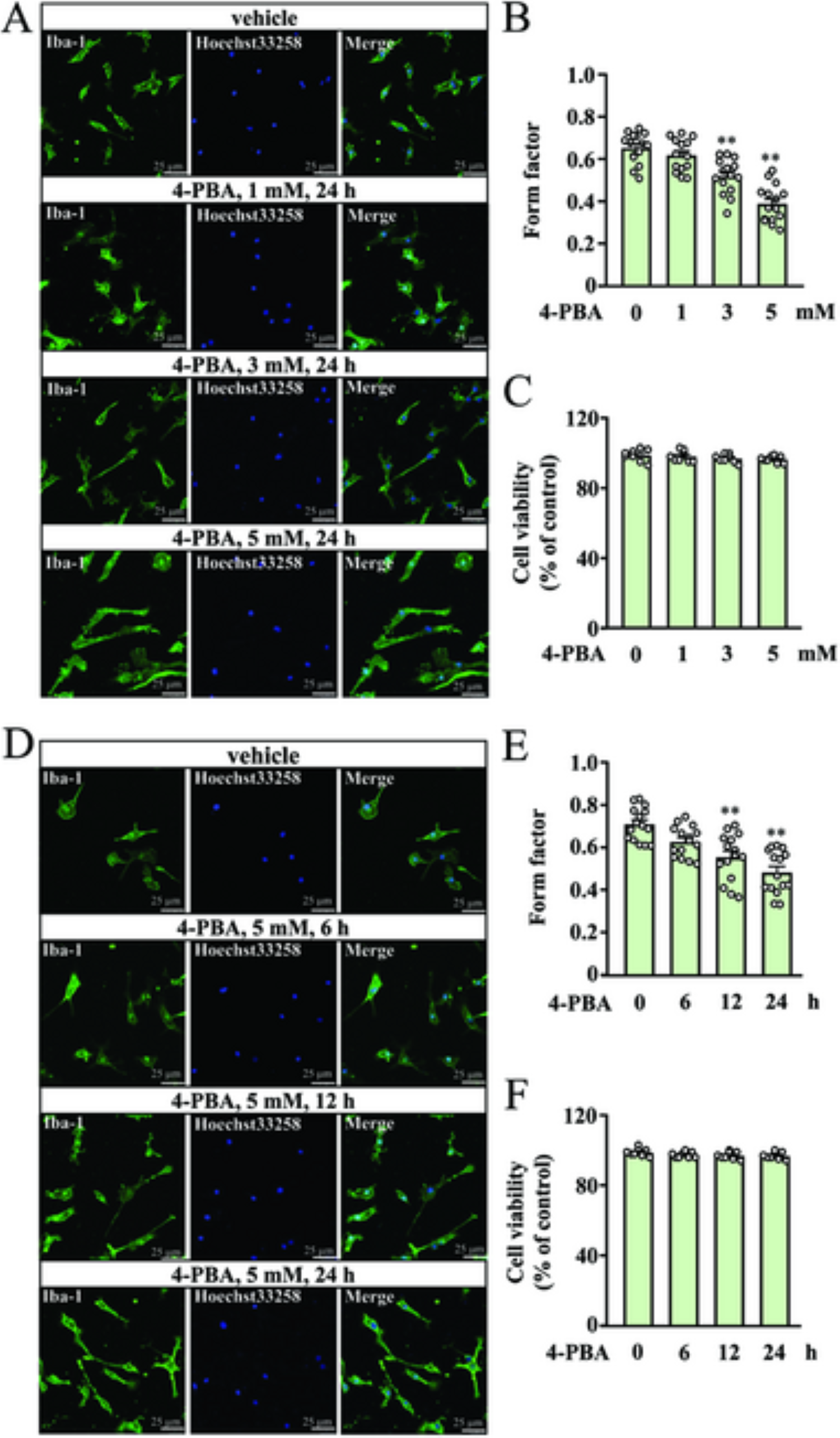 4-Phenylbutyrate Induces Functional Elongation of the Microglial Process Through Activation of Akt