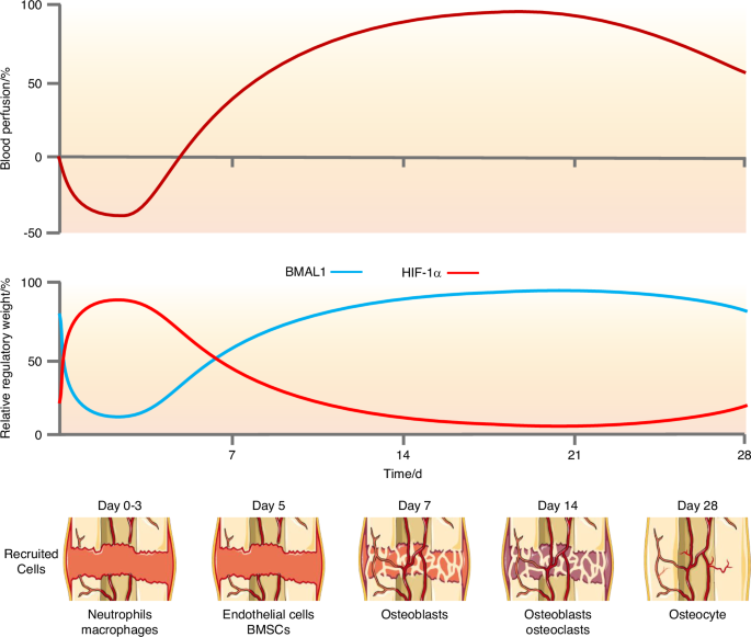 HIF-1α and BMAL1 in bone regeneration: crosstalk between hypoxia response and circadian rhythm