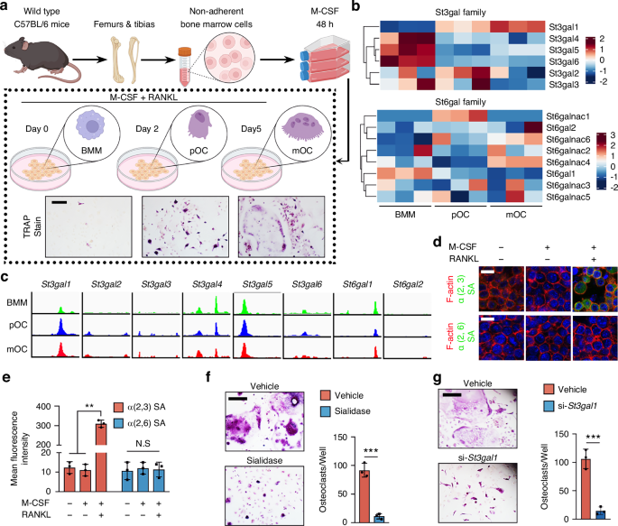 Estradiol regulates osteoclast sialylation via ST3Gal1 in postmenopausal osteoporosis