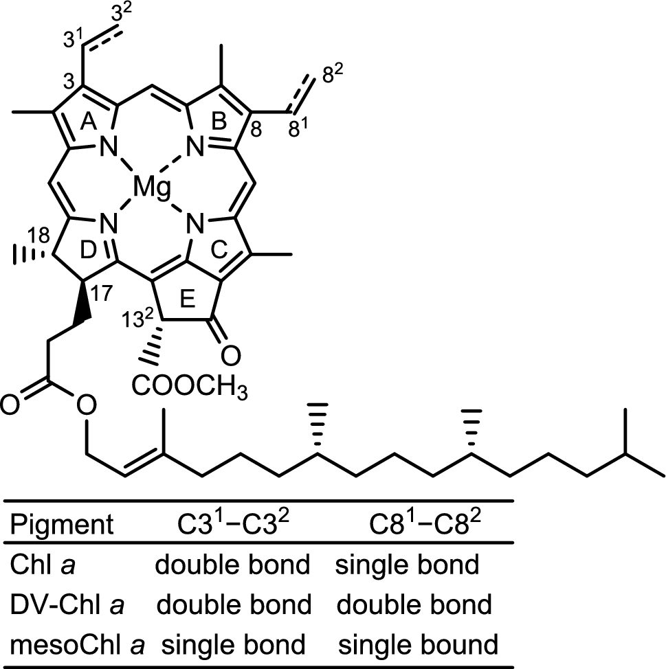 Epimerization of chlorophyll  analogs: effects of the vinyl groups in the A-ring and B-ring of the chlorin macrocycle