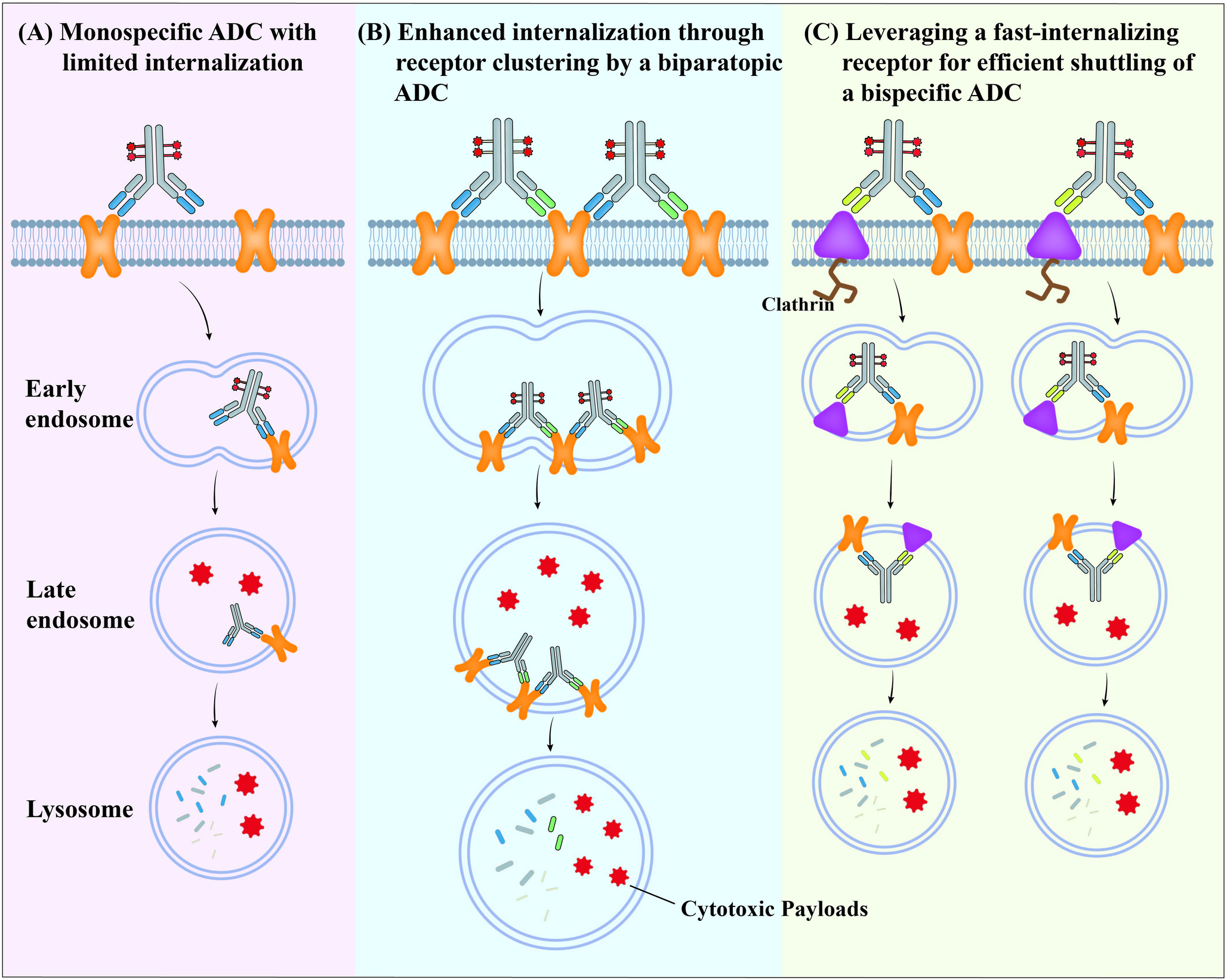 Recent advances in bispecific antibody-drug conjugates for breast cancer therapy