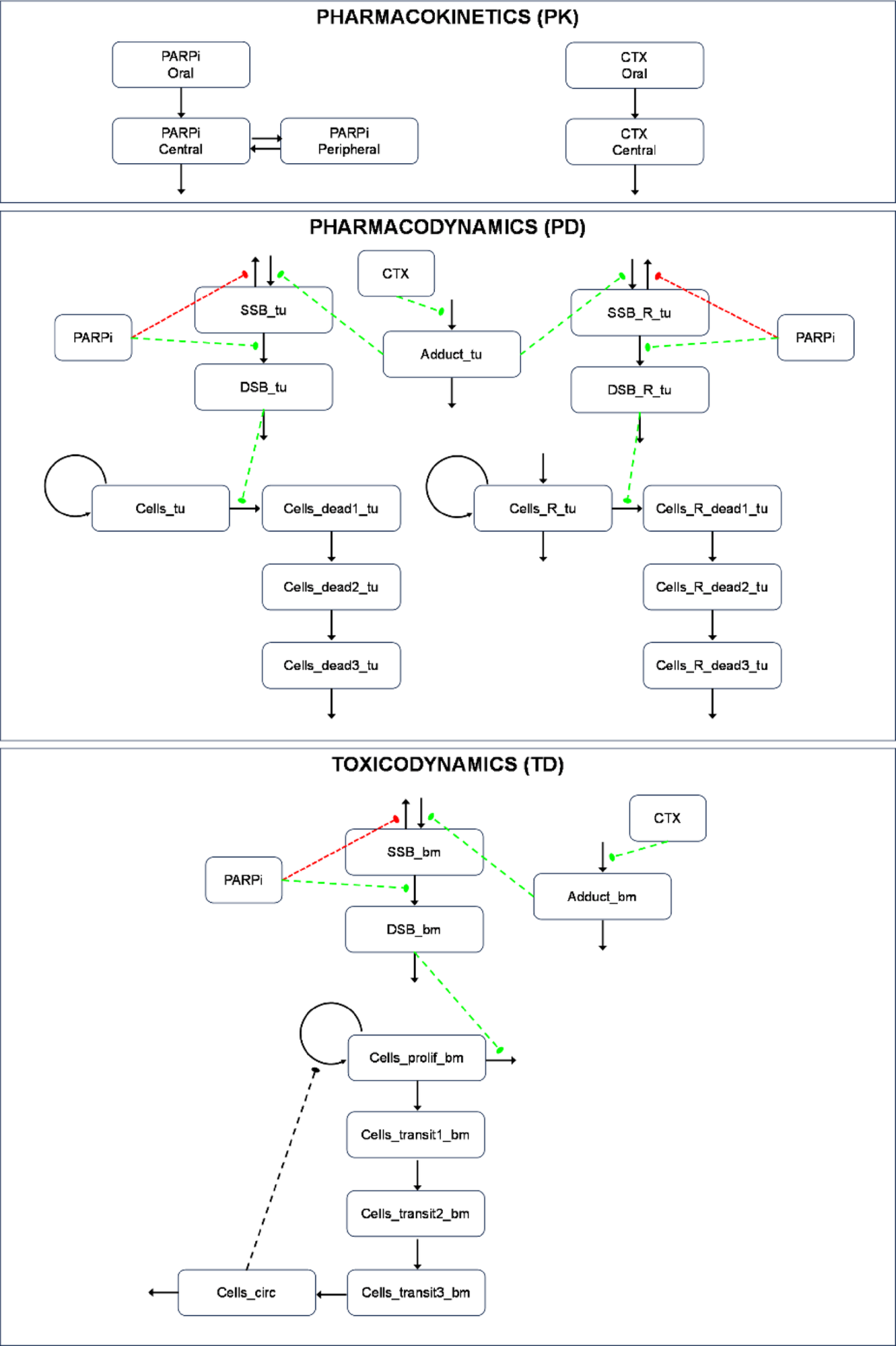 A pharmacokinetic-pharmacodynamic/toxicodynamic model framework for PARP inhibitor combination therapy with DNA-damaging chemotherapeutics