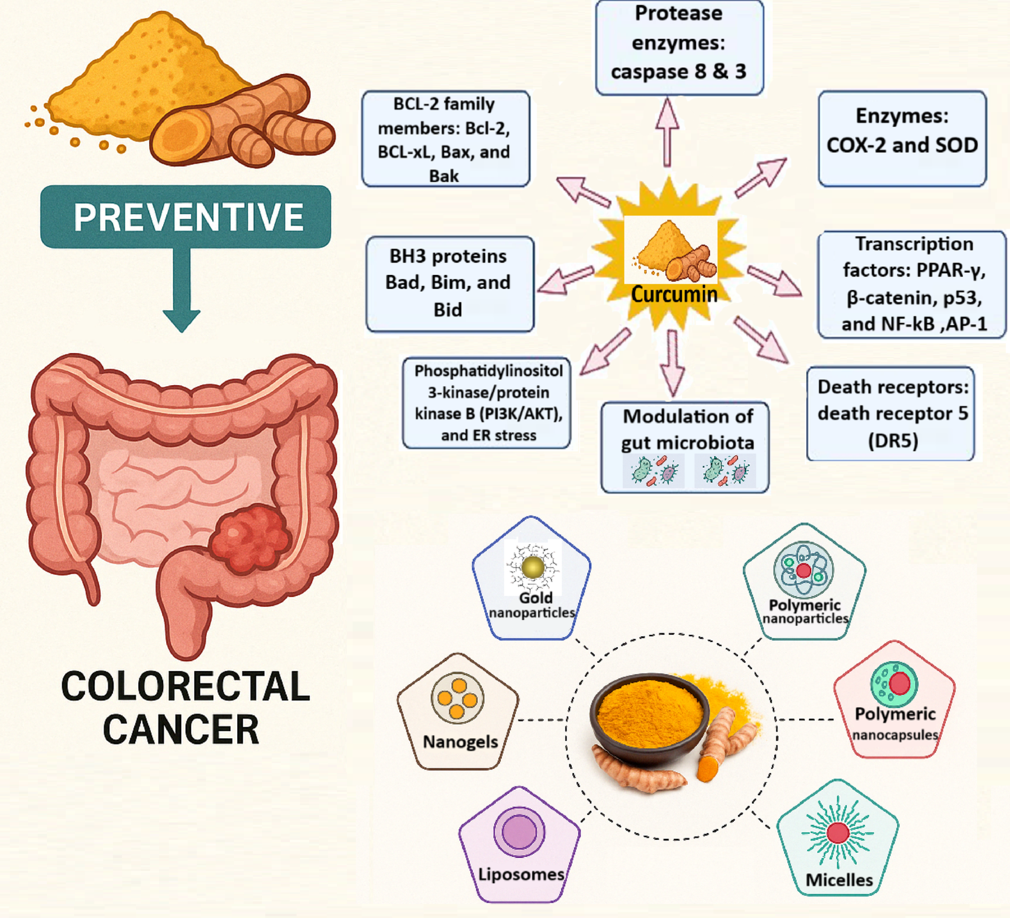 Curcumin in colorectal cancer: preventive strategies and therapeutic mechanisms