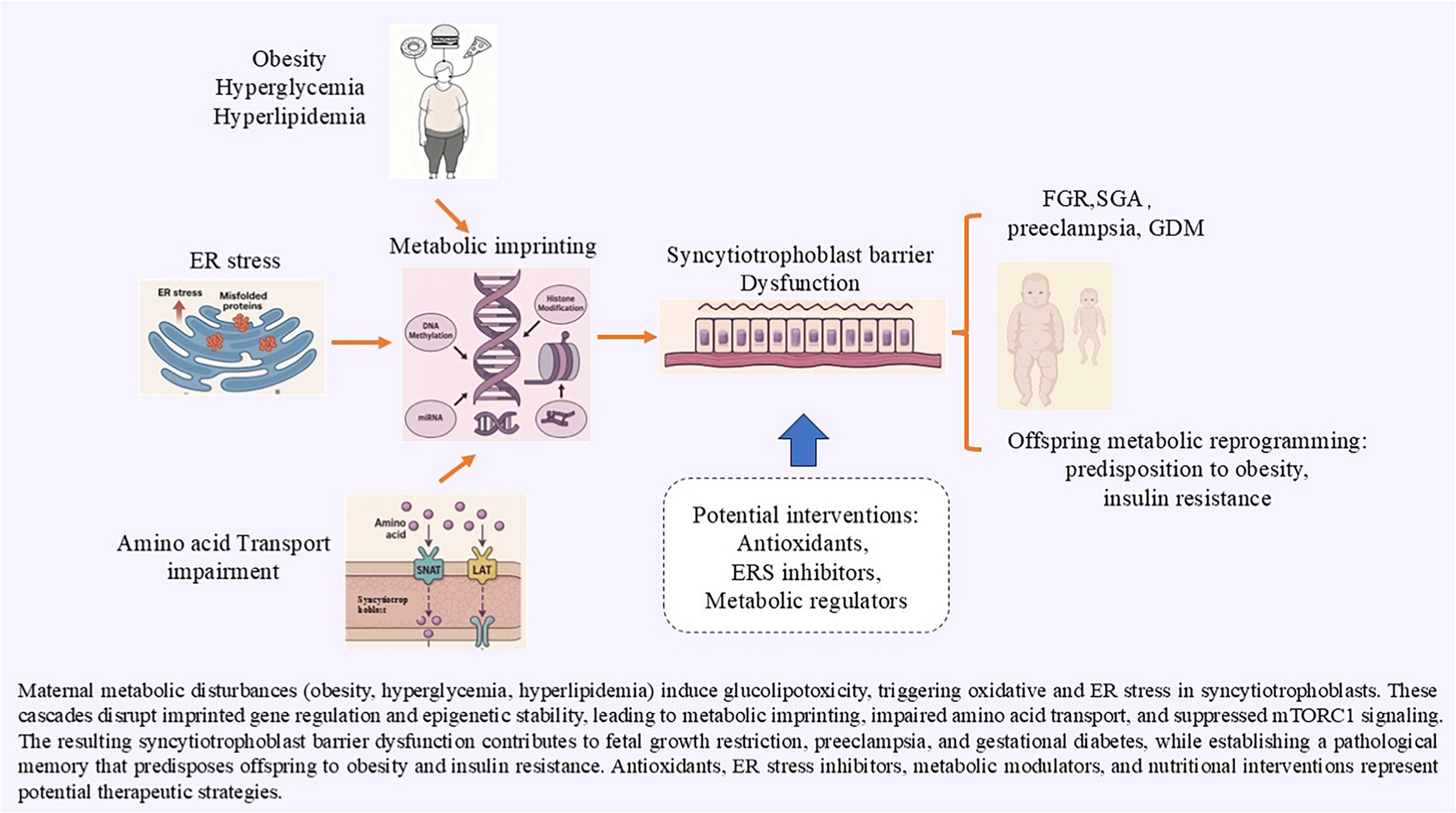 Metabolic imprinting in trophoblast barrier dysfunction: the role of glucolipotoxicity, endoplasmic reticulum stress, and amino acid transport imbalance