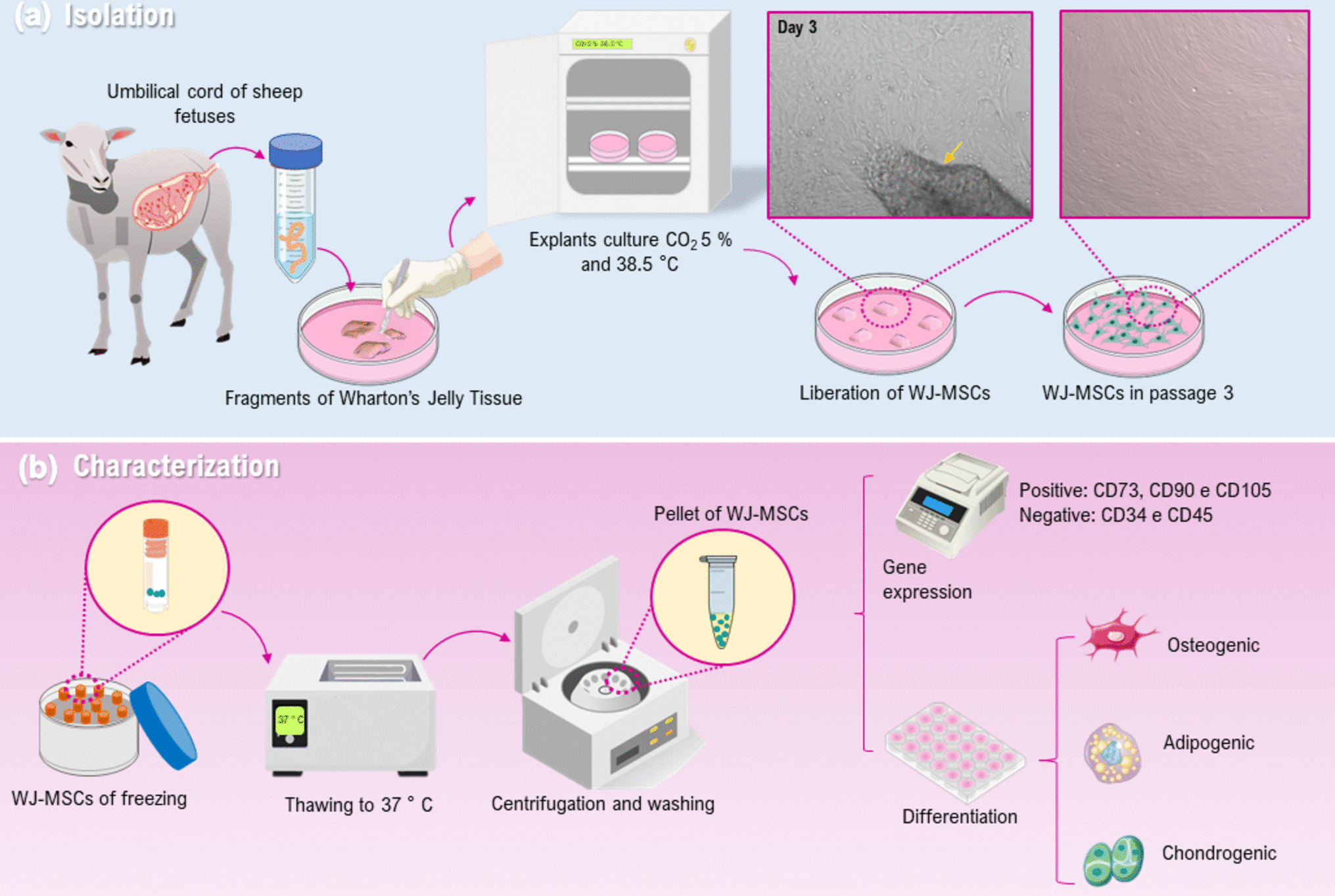 Wharton’s jelly–derived mesenchymal stem cells promote the survival and early development of pre-antral follicles
