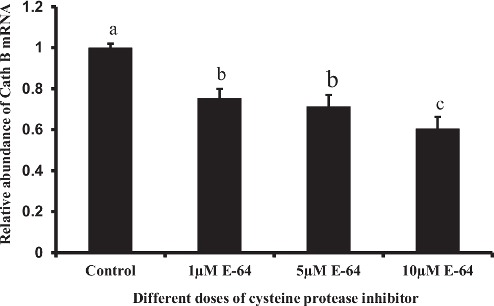 Cathepsin B expression during in vitro maturation of buffalo COCs: apoptosis and developmental competence