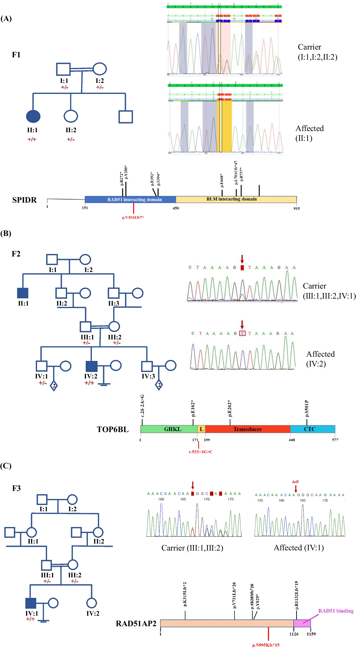 Disruption of meiotic double-strand break dynamics provokes germline human infertility in both sexes
