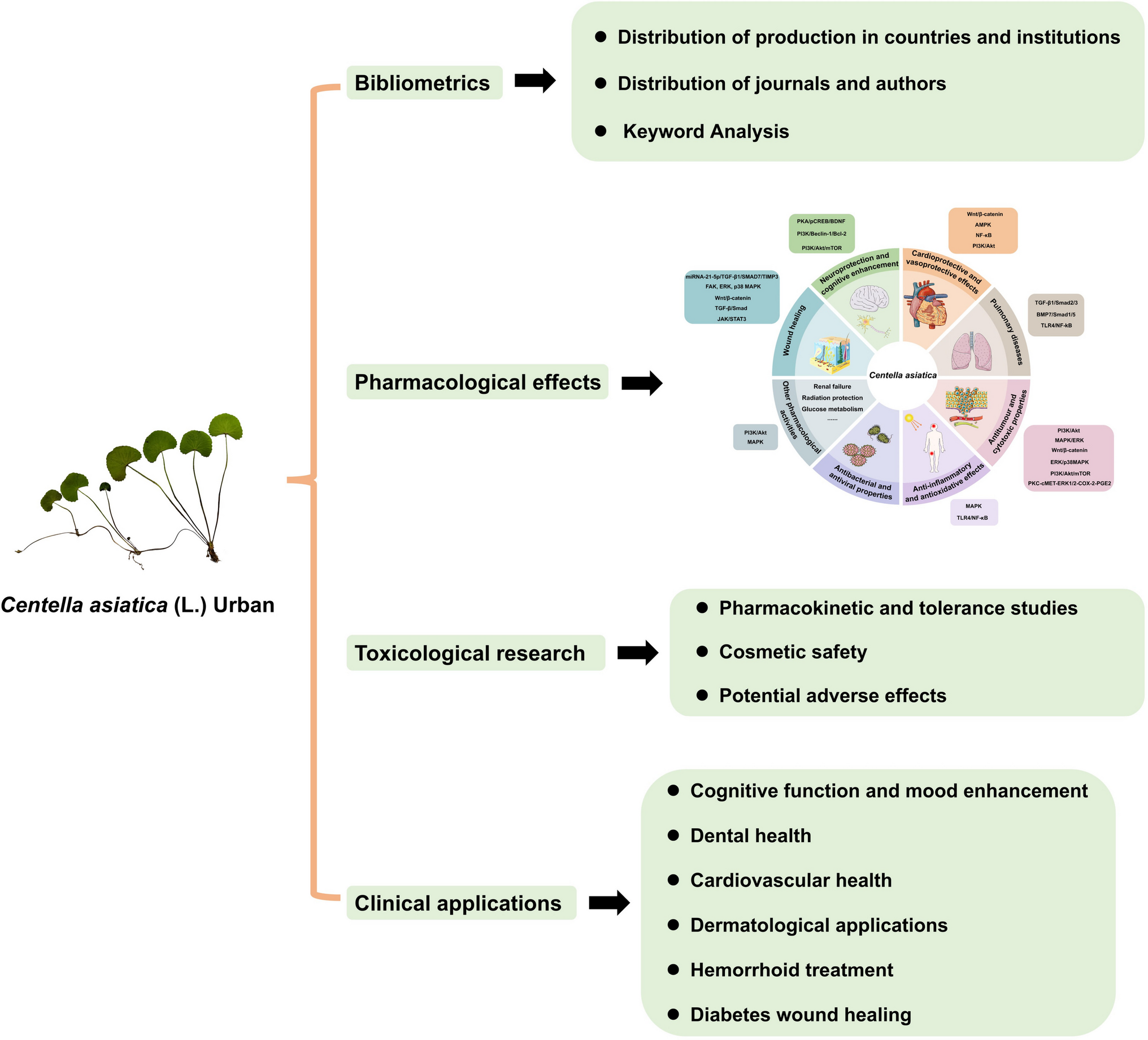 Charting the Phytopharmacological Frontier of : A Quarter-Century Bibliometric Atlas Unlocking Translational Potential