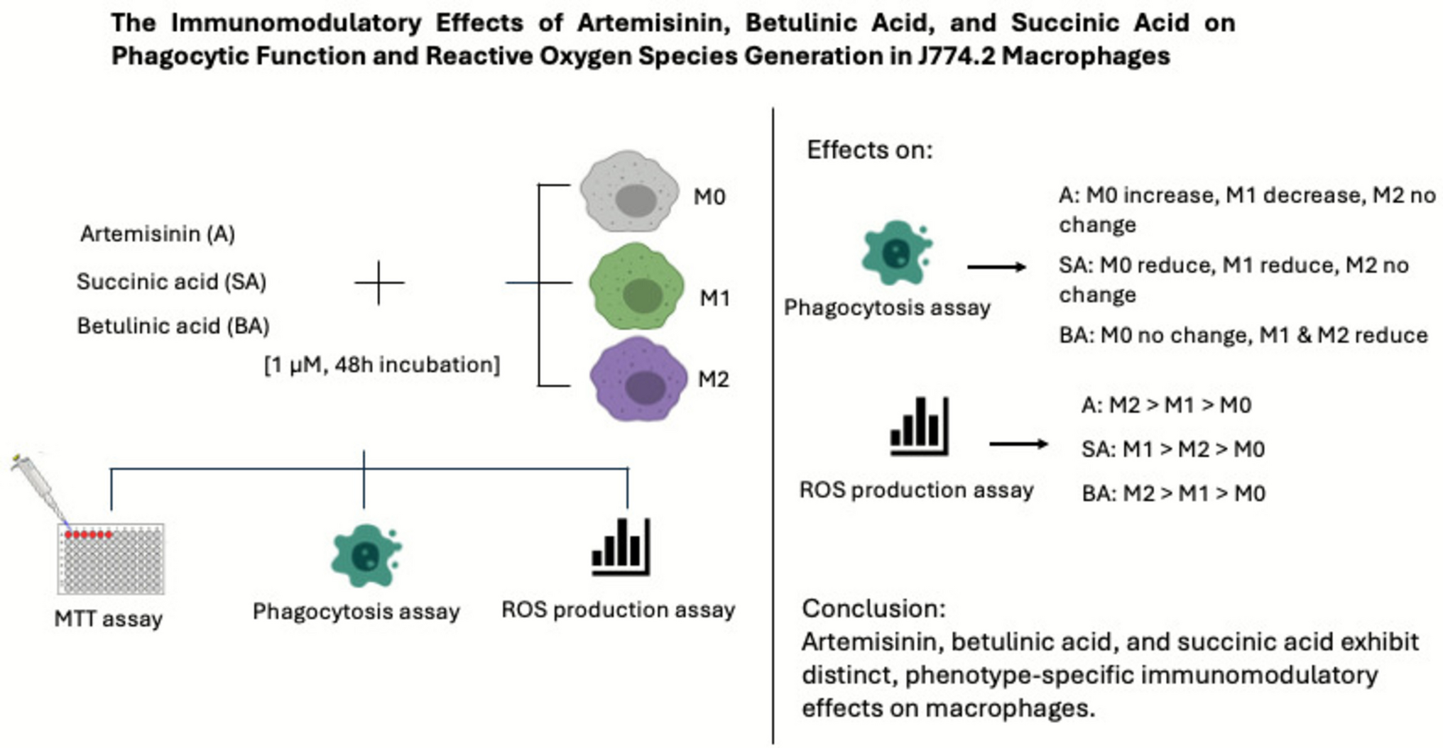 The Immunomodulatory Effects of Artemisinin, Betulinic Acid, and Succinic Acid on Phagocytic Function and Reactive Oxygen Species Generation in J774.2 Macrophages