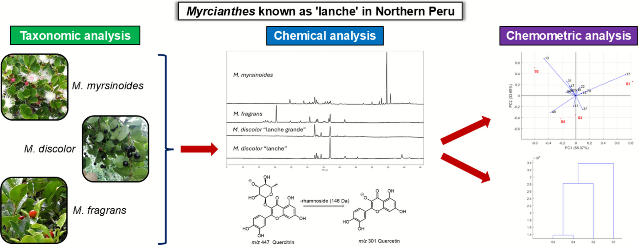 Integrative Characterization of Native  Species from Northern Peru’s Cloud Forest: Ethnobotany, Phytochemical Profiling, and Chemometric Insights