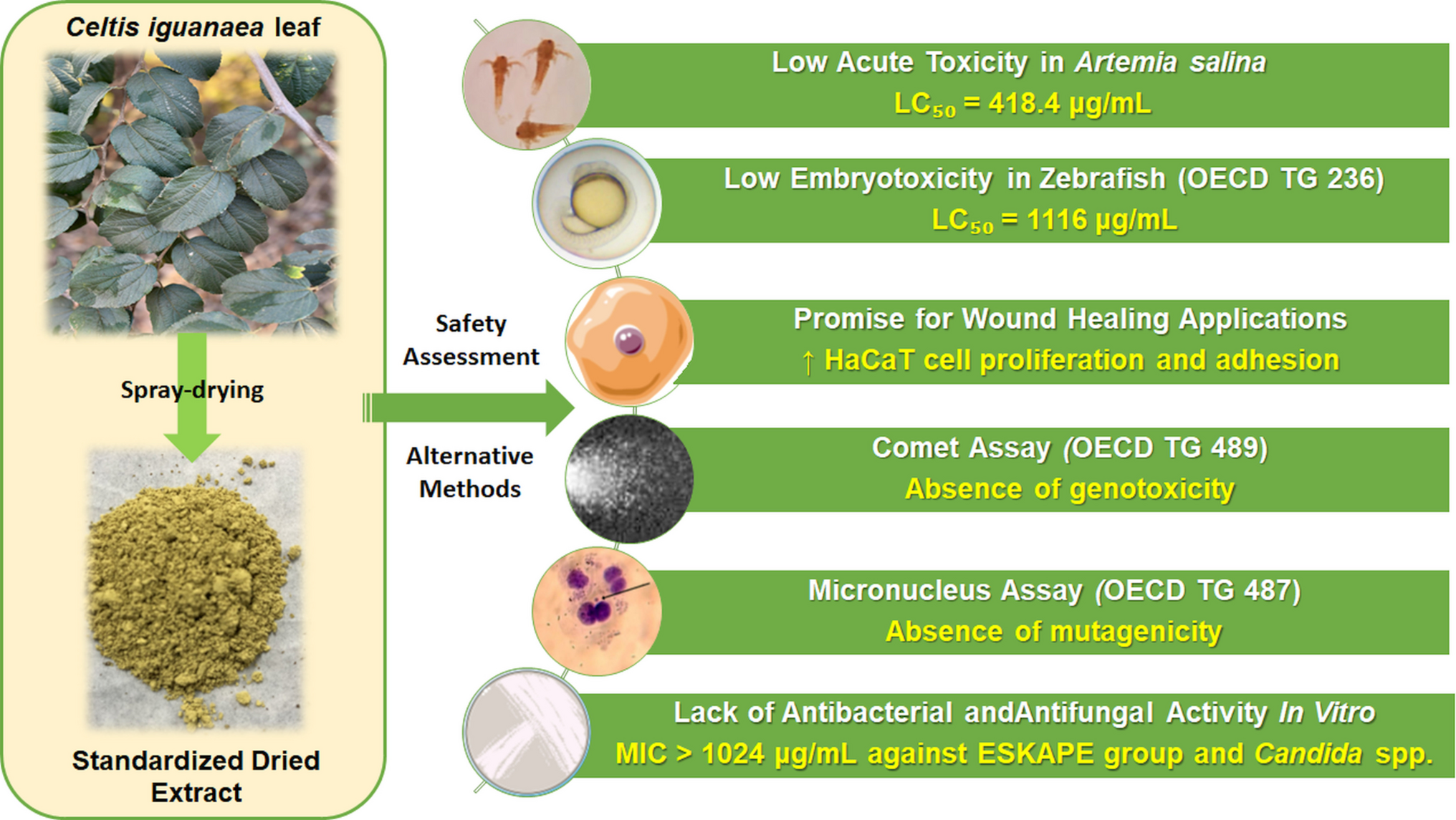 Alternative Model-Based Safety Assessment of a  Standardized Spray-Dried Extract