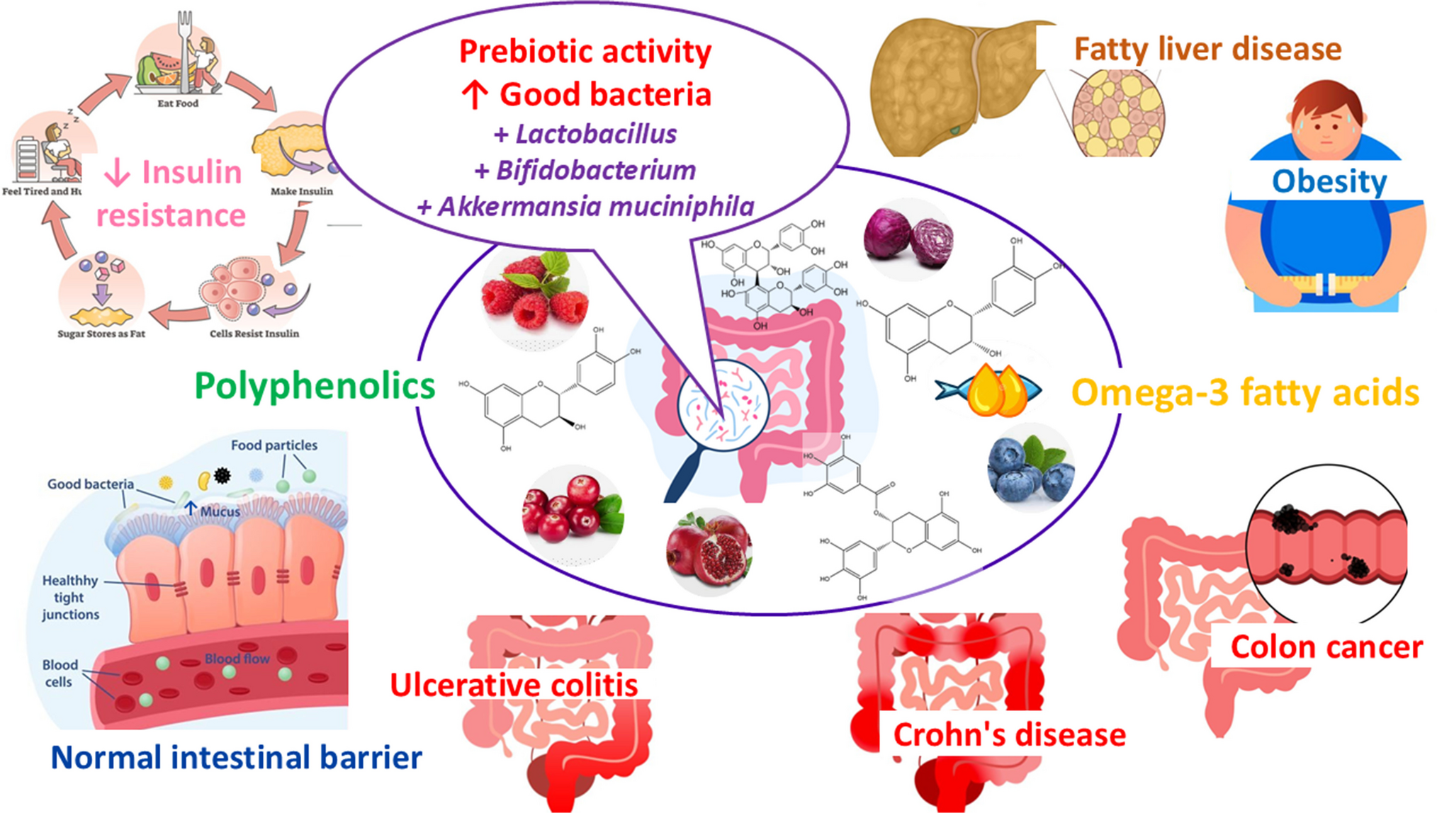 Natural Non-carbohydrate Prebiotic Candidate:  and  Insights into Their Therapeutic Potential