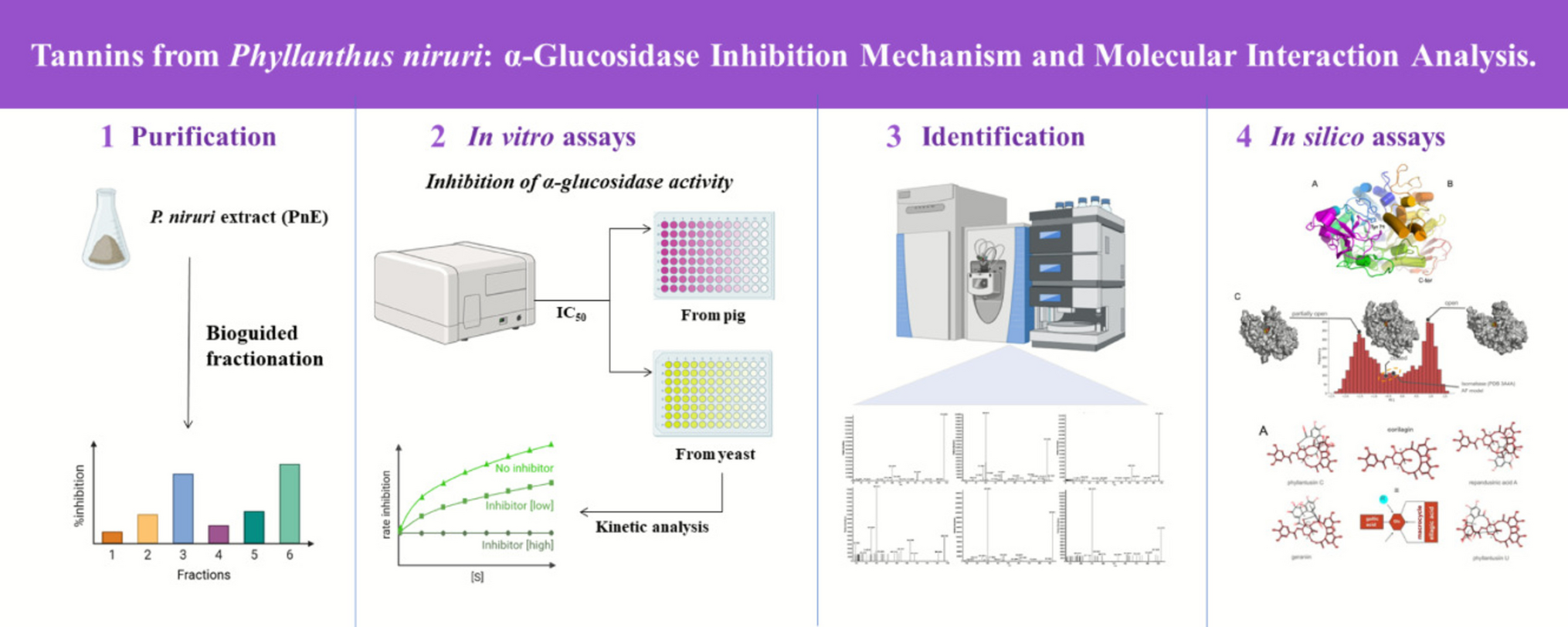 Tannins from : α-Glucosidase Inhibition Mechanism and Molecular Interaction Analysis