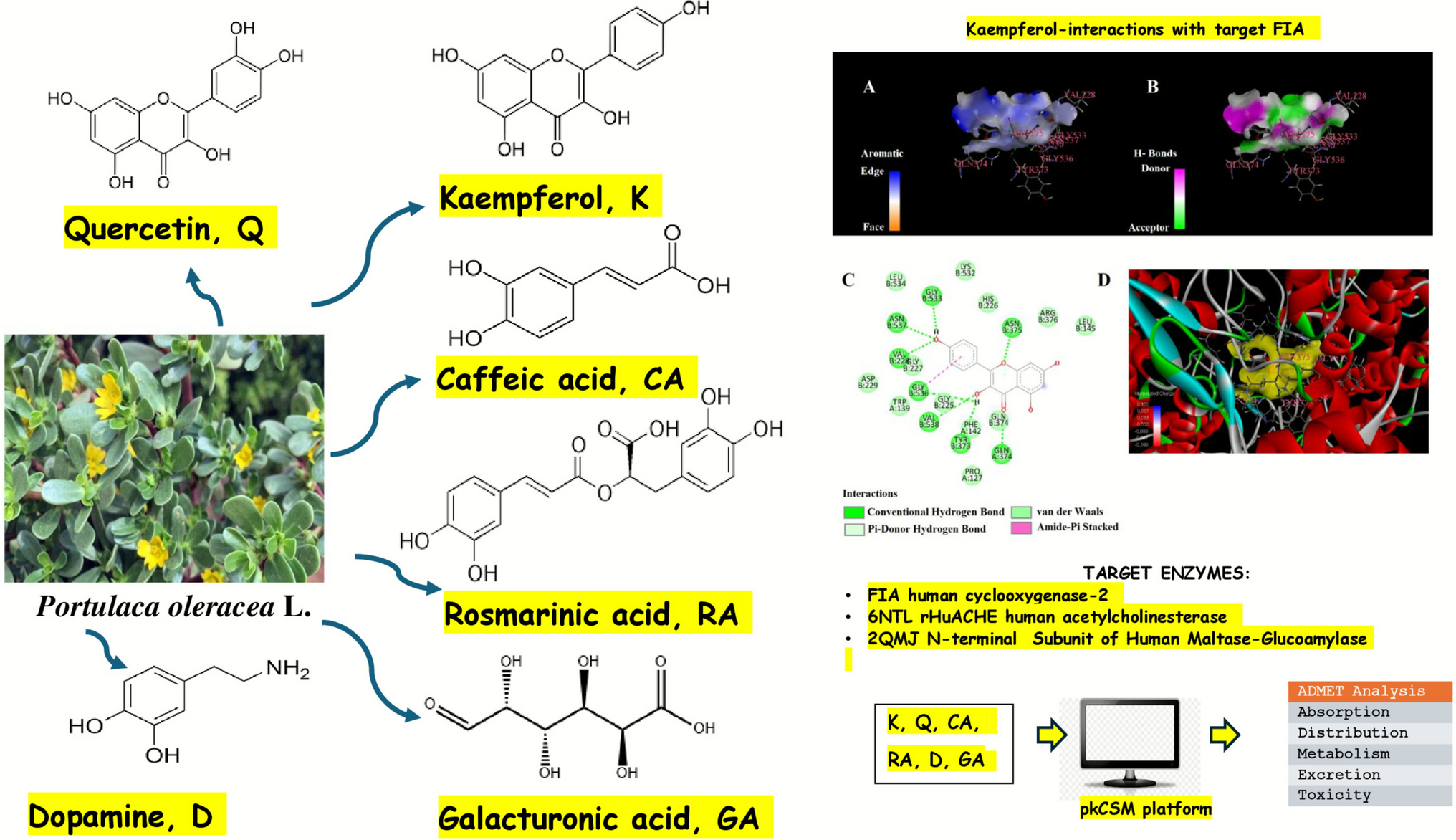 Comparative  Pharmacological Study of Certain Compounds Reported Found in Purslane () Extracts Linked to Neuroprotector, Antihyperglycemic and Anti-inflammatory Therapeutic Actions
