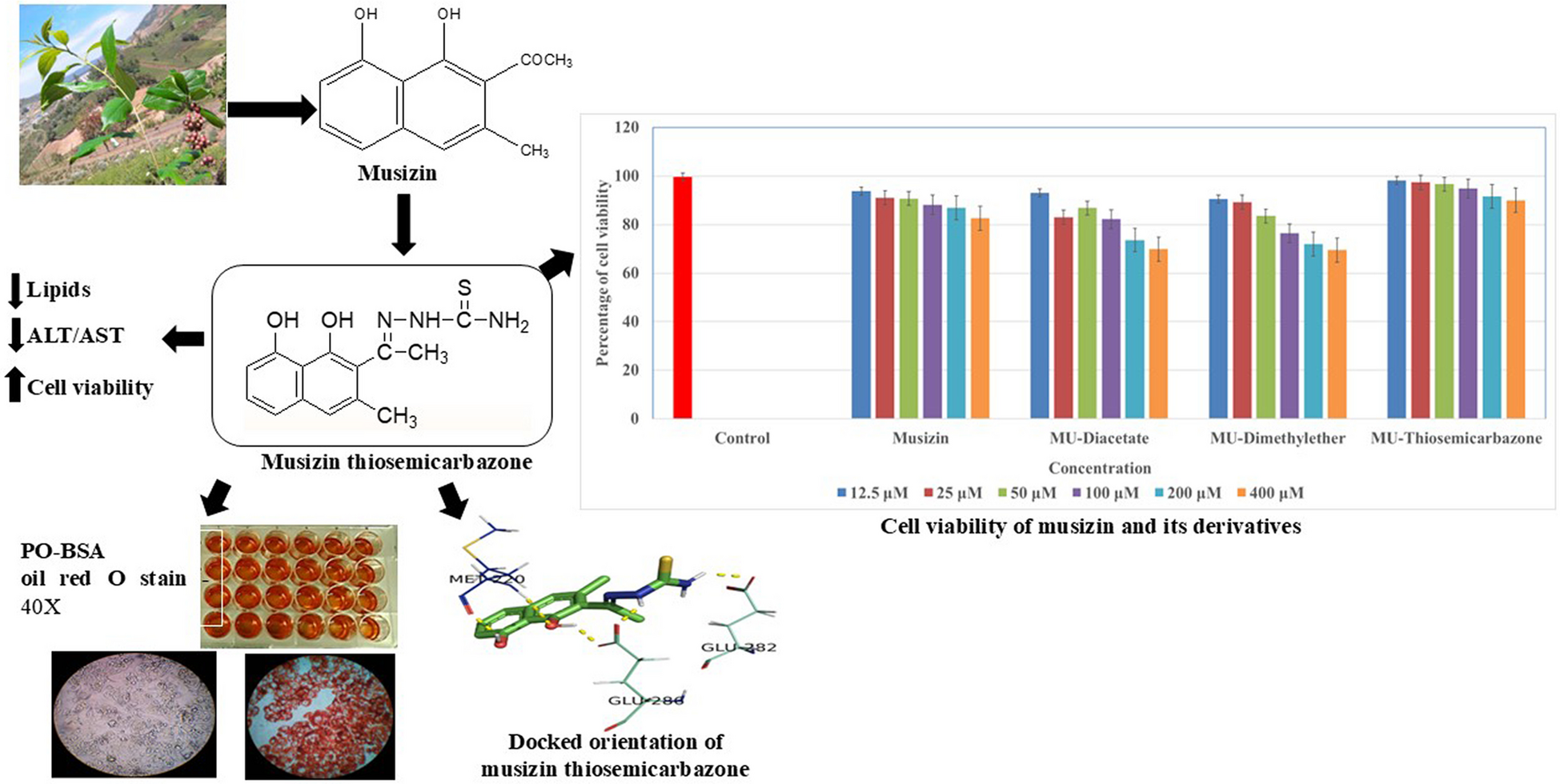 Musizin from  and Its Derivatives Attenuate Non-Alcoholic Fatty Liver Disease in Palmitate Oleate–Induced HepG2 Hepatocytes