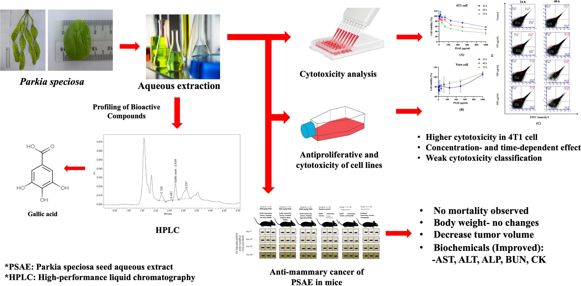Bitter Bean () Aqueous Extract: A Potential Natural Compound Agent Against Mammary Carcinoma in BALB/c Mice