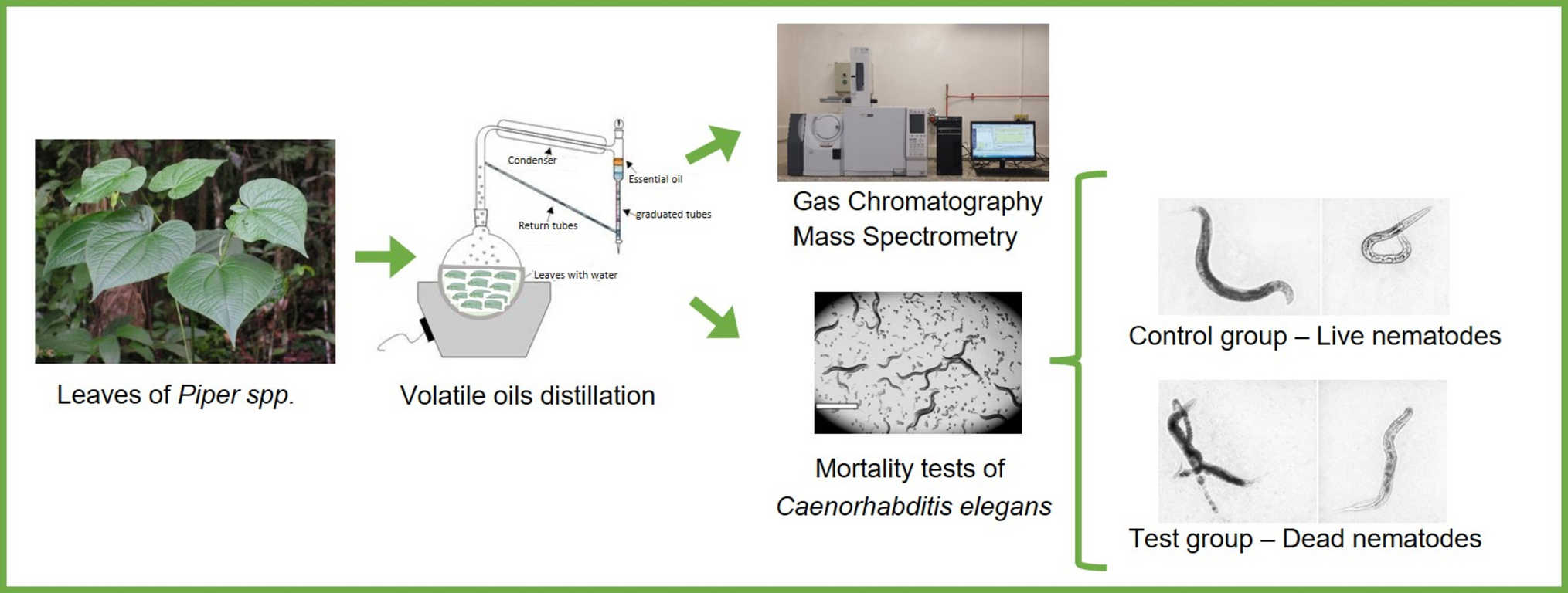 Phytochemical Composition and Nematicidal Activity of Tropical  Species